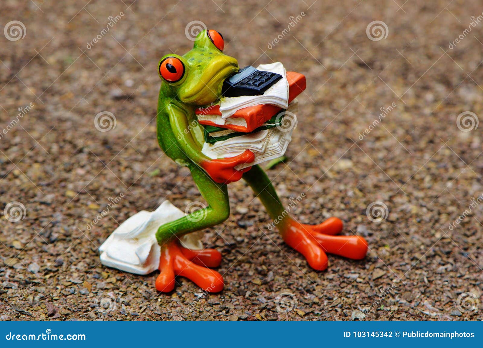 Frog, Vertebrate, Ranidae, Amphibian Picture. Image 103145342