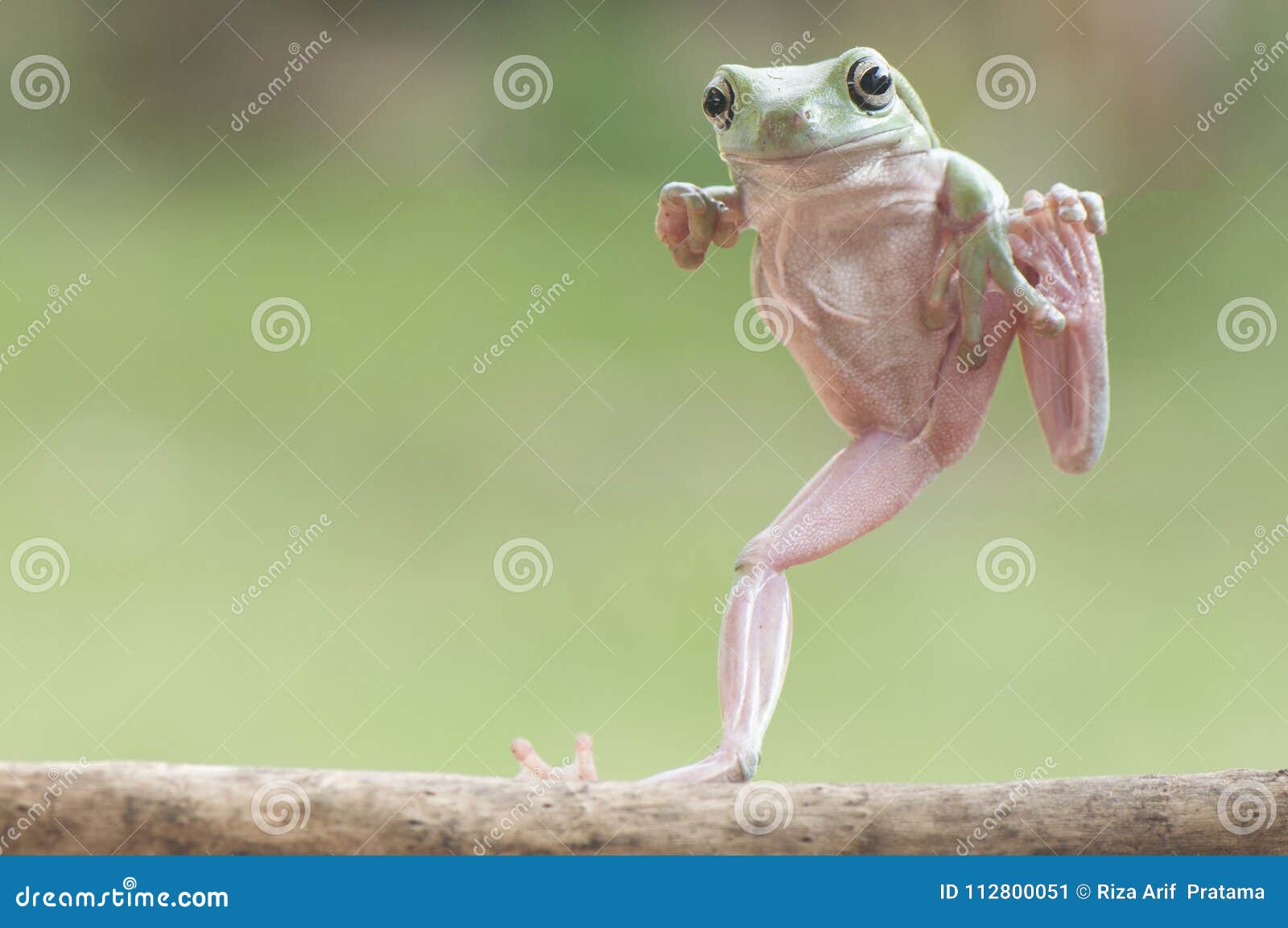 Walking Frog stock image. Image of greenfrog, animals 112800051
