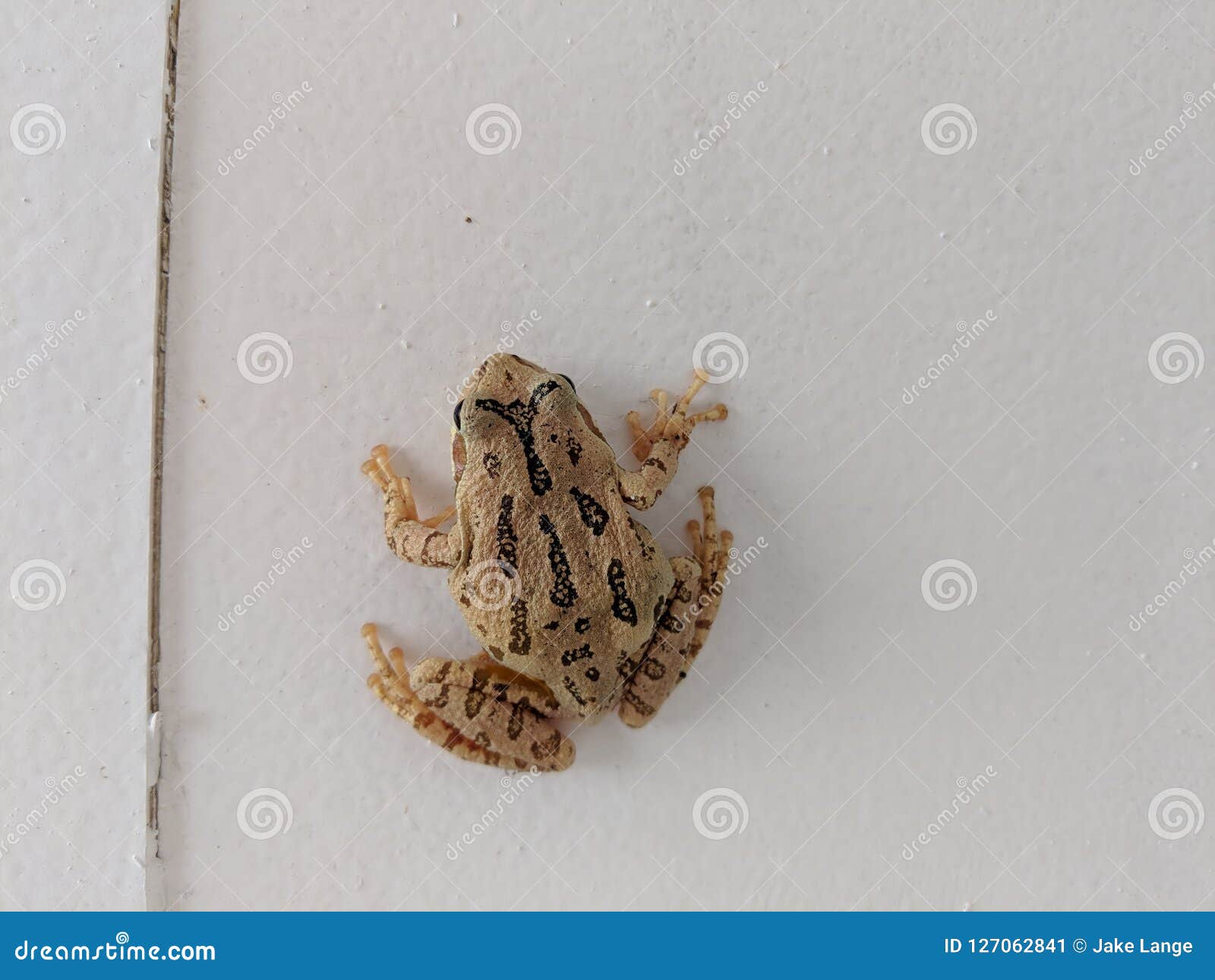 Frog on the wall stock image. Image of white, sticking 127062841
