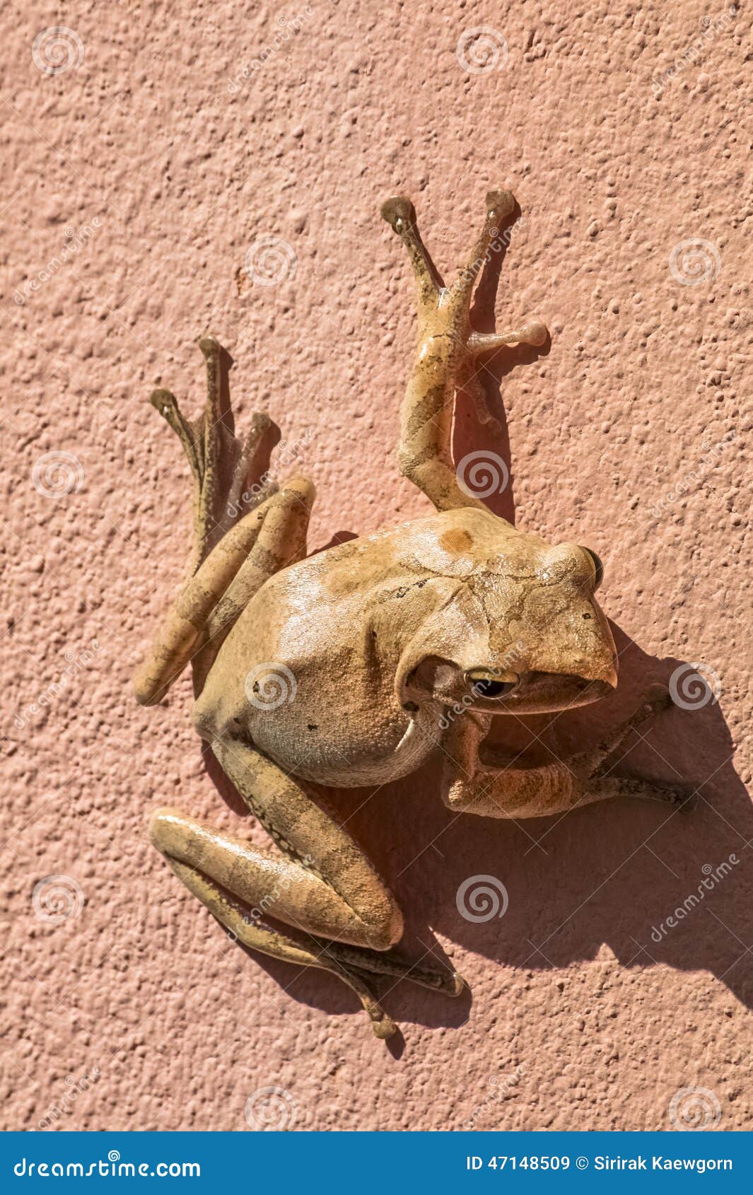 Frog on the wall stock image. Image of stuck, animal 47148509
