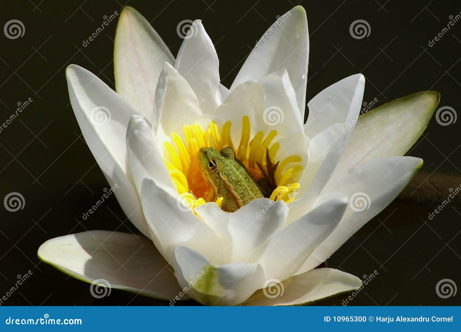 frog on waterlily flower
