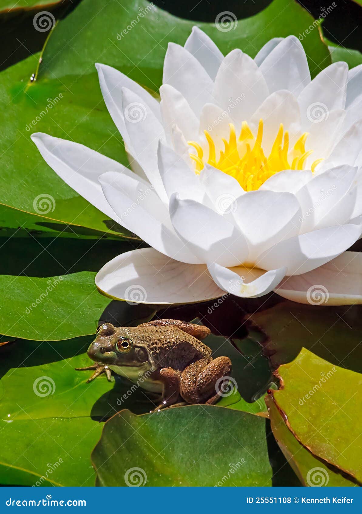 Frog and White Water Lily stock photo. Image of nymphalidae 25551108