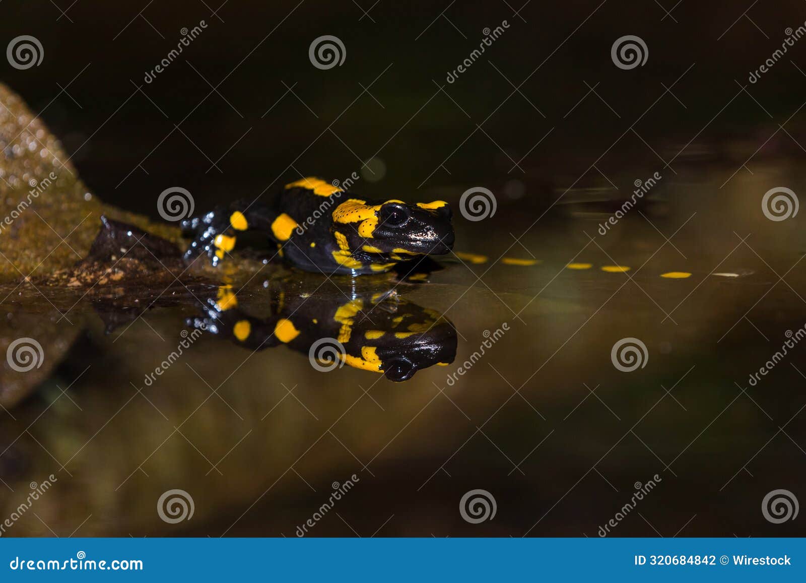 Frog with Yellow and Black Colors in Dirty Water Stock Photo - Image of ...