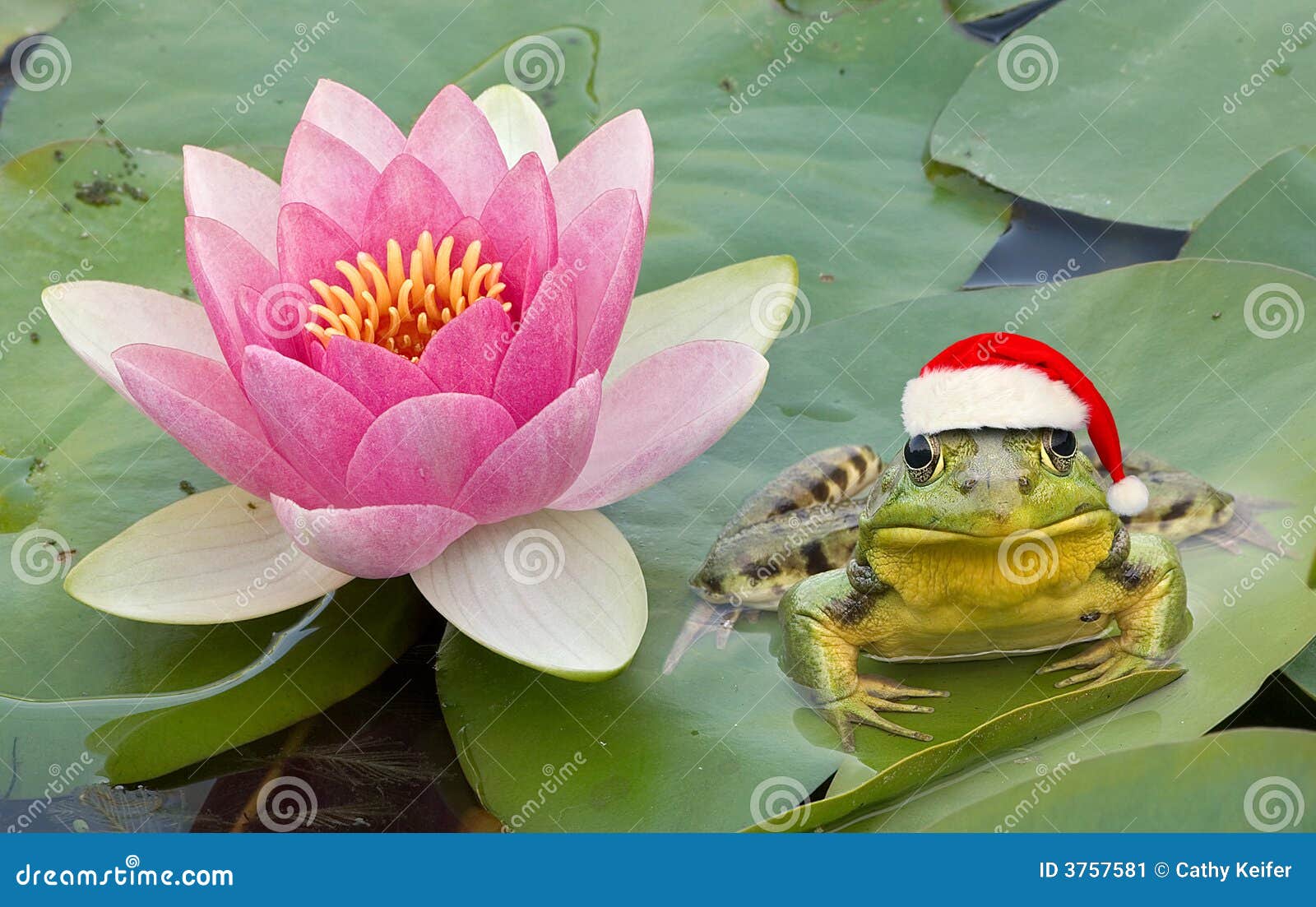 Frog Santa Hat Stock Photos - Free & Royalty-Free Stock Photos