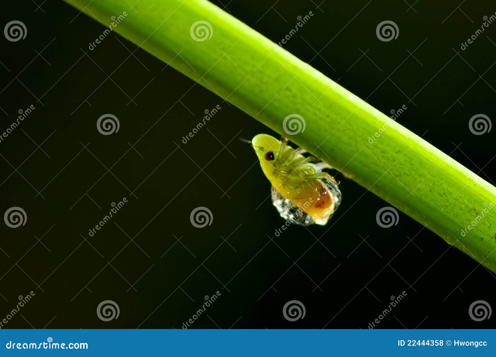 Froghopper stock photo. Image of fauna, insect, green - 22444358