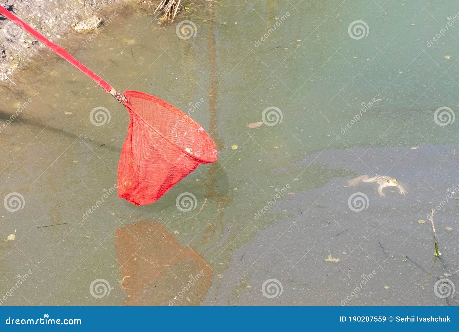 Frogs Being Raised for Food in Small Pond. Catching a Frog in a