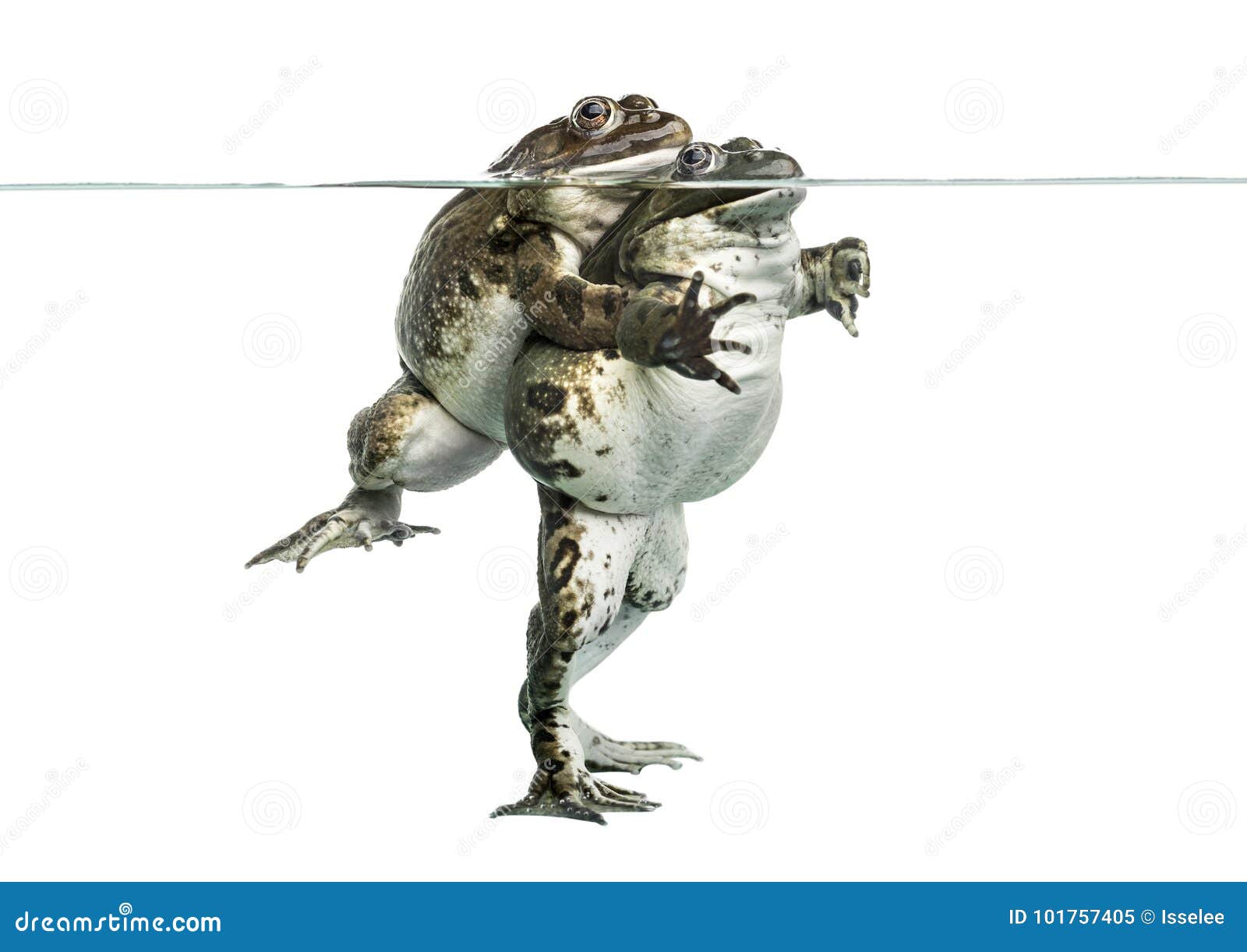 Frogs Copulating Under Clear Water, Isolated Stock Image Image of