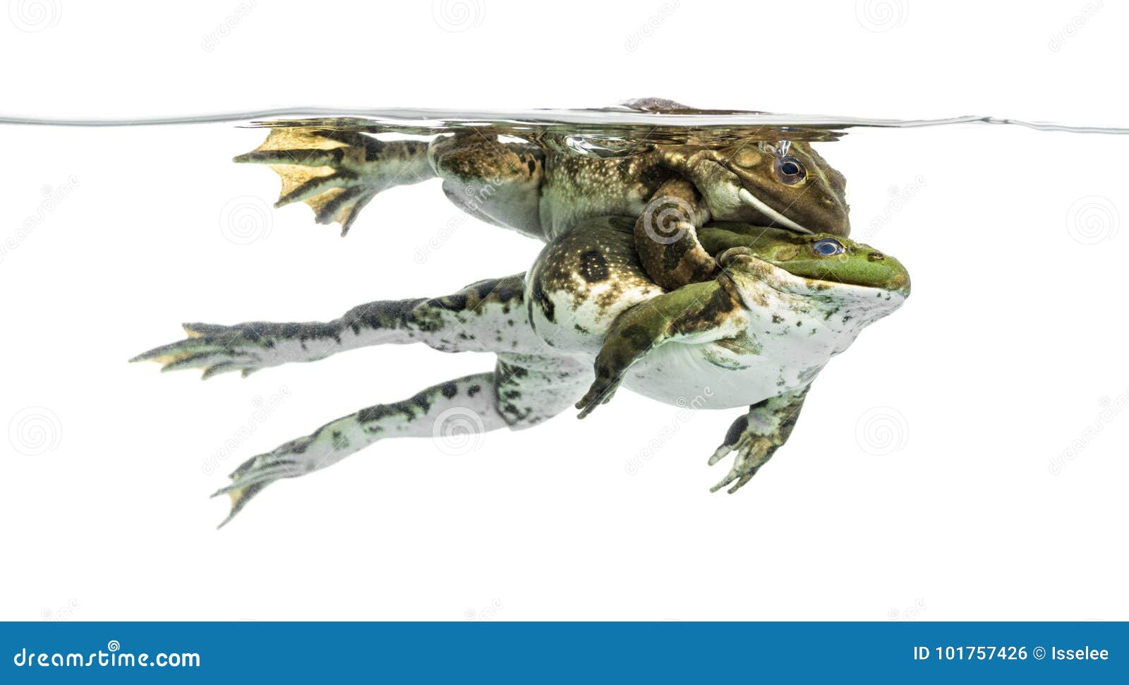 Frogs Copulating Under Clear Water, Isolated Stock Photo Image of