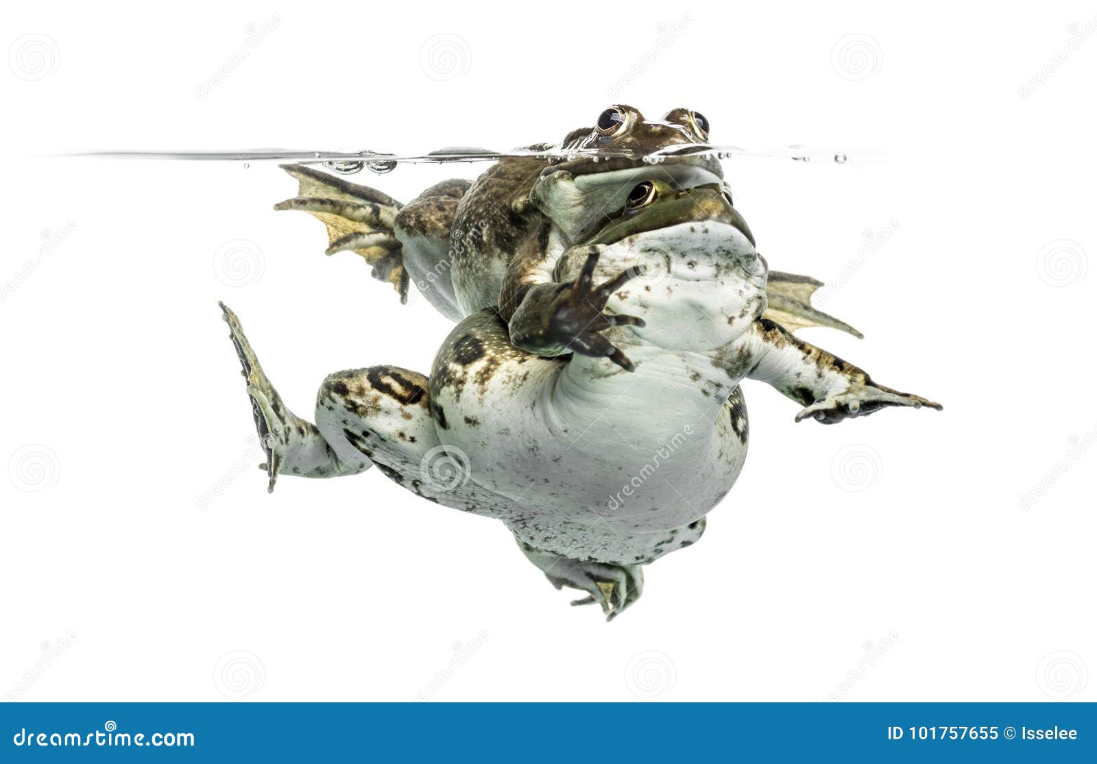 Frogs Copulating Under Clear Water, Isolated Stock Image Image of