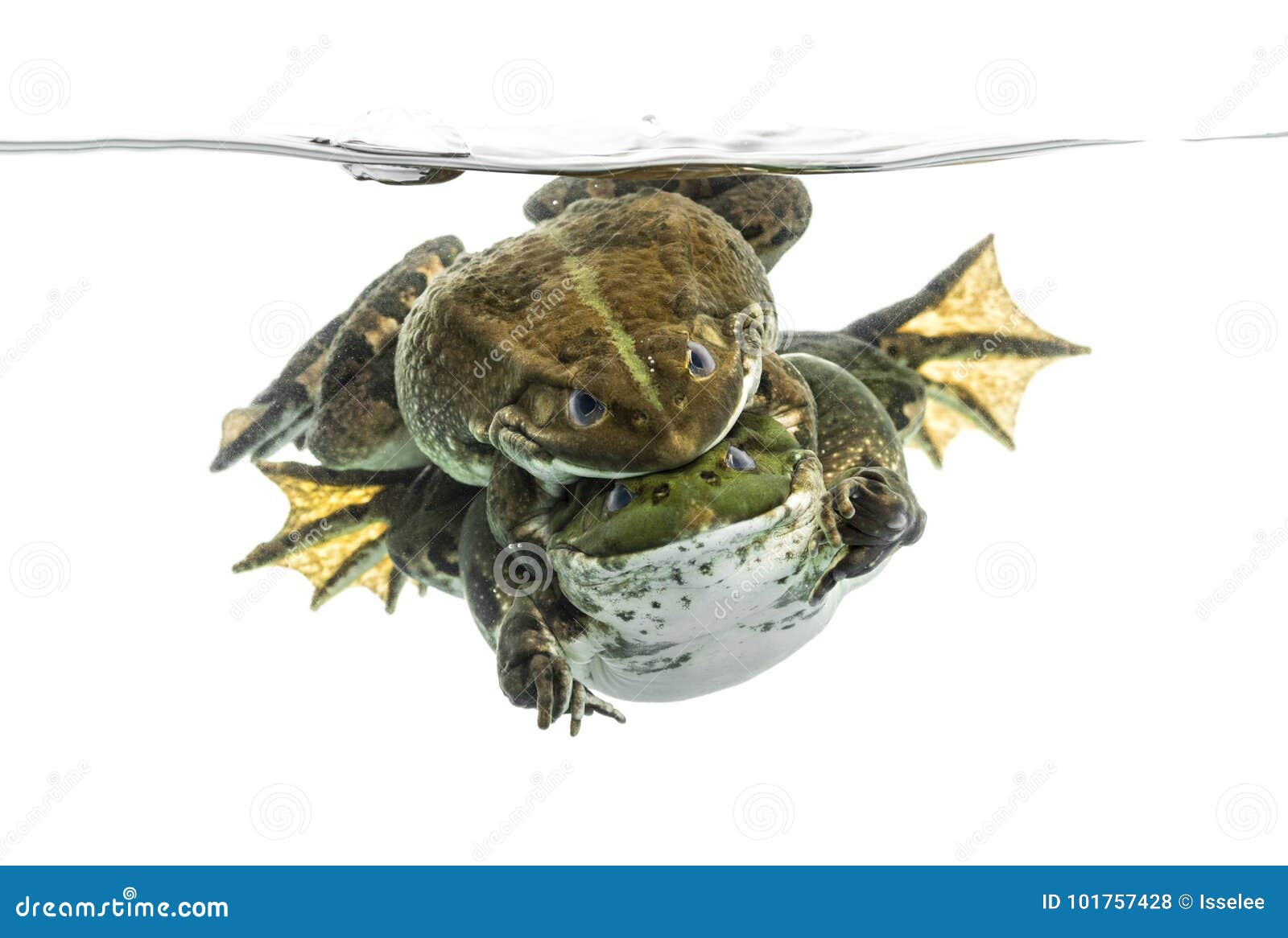Frogs Copulating Under Clear Water, Isolated Stock Photo Image of