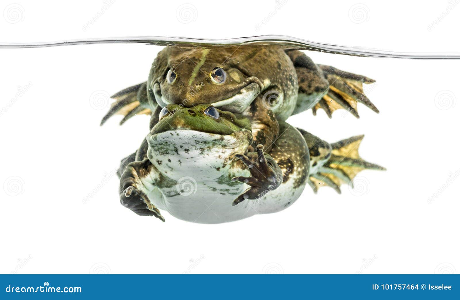 Frogs Copulating Under Clear Water, Isolated Stock Photo Image of