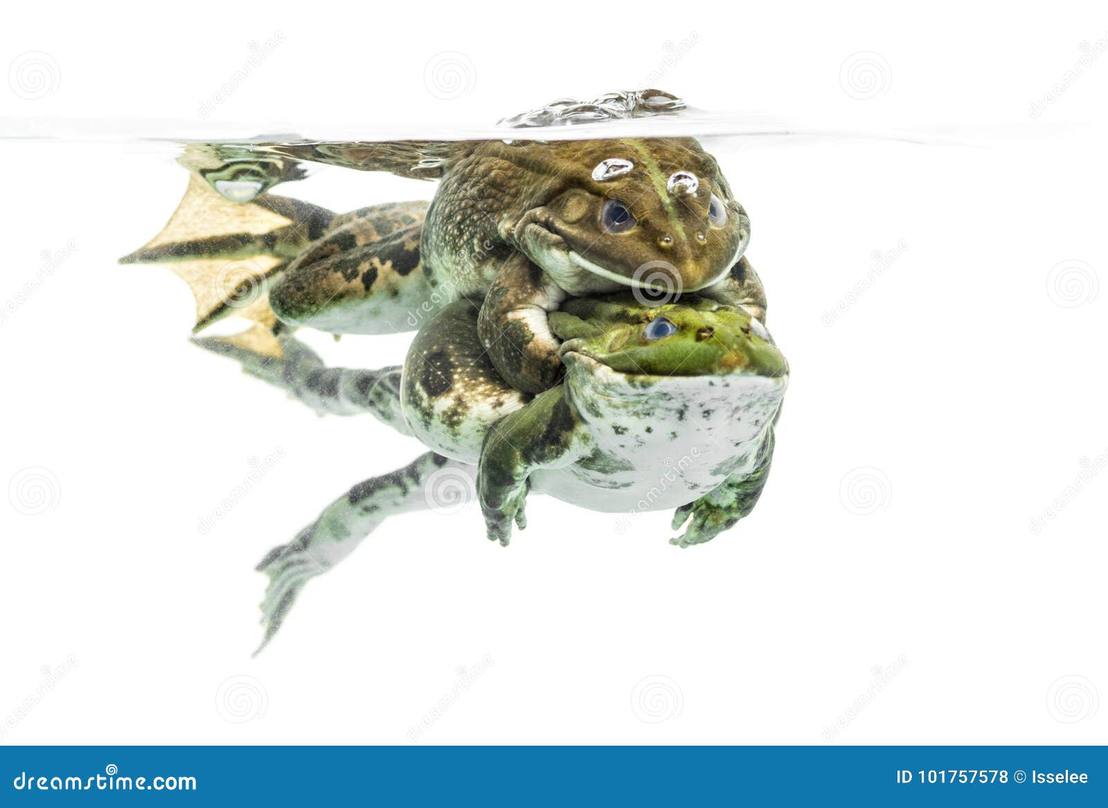 Frogs Copulating Under Clear Water, Isolated Stock Photo Image of