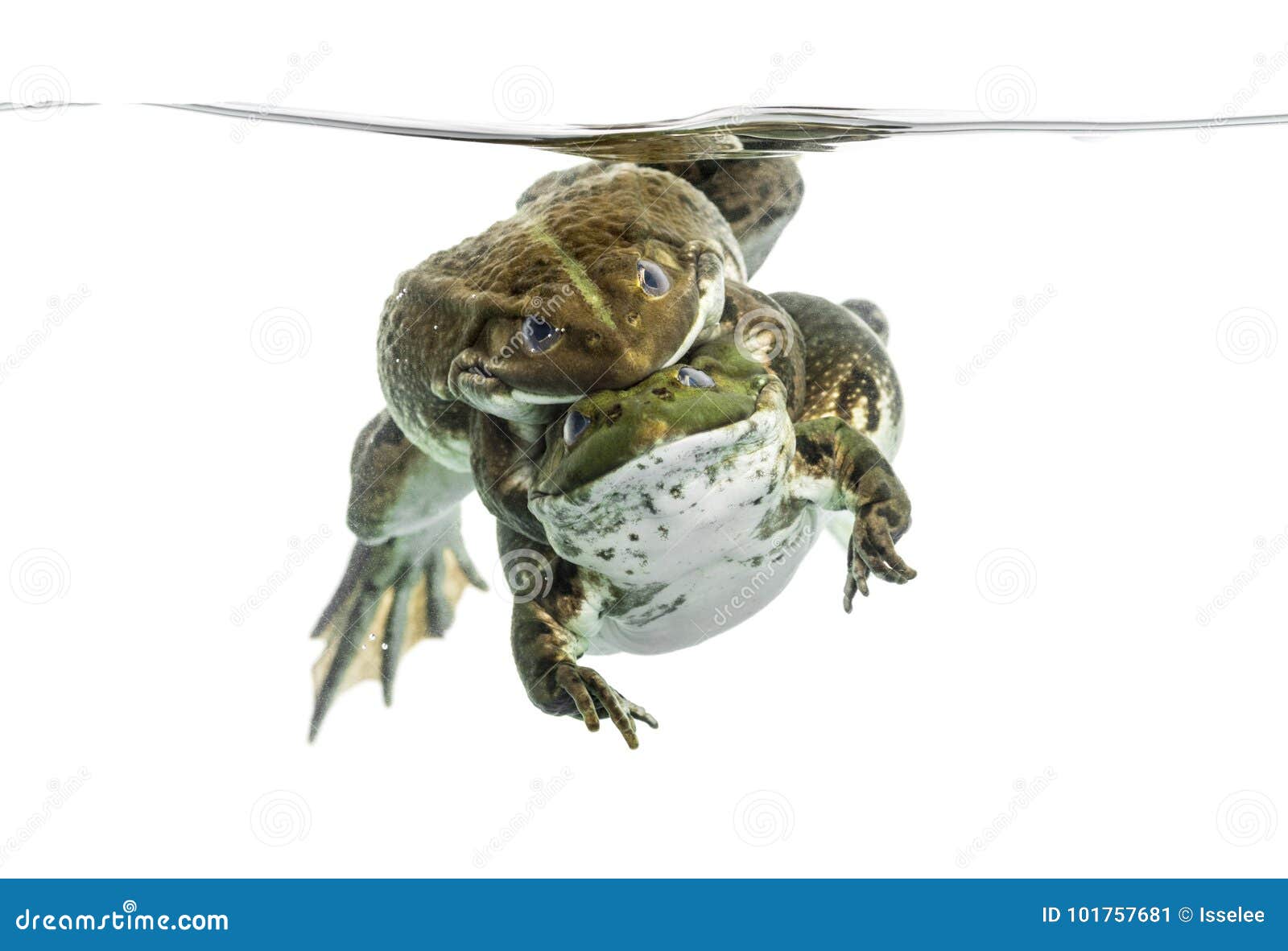 Frogs Copulating Under Clear Water, Isolated Stock Image Image of