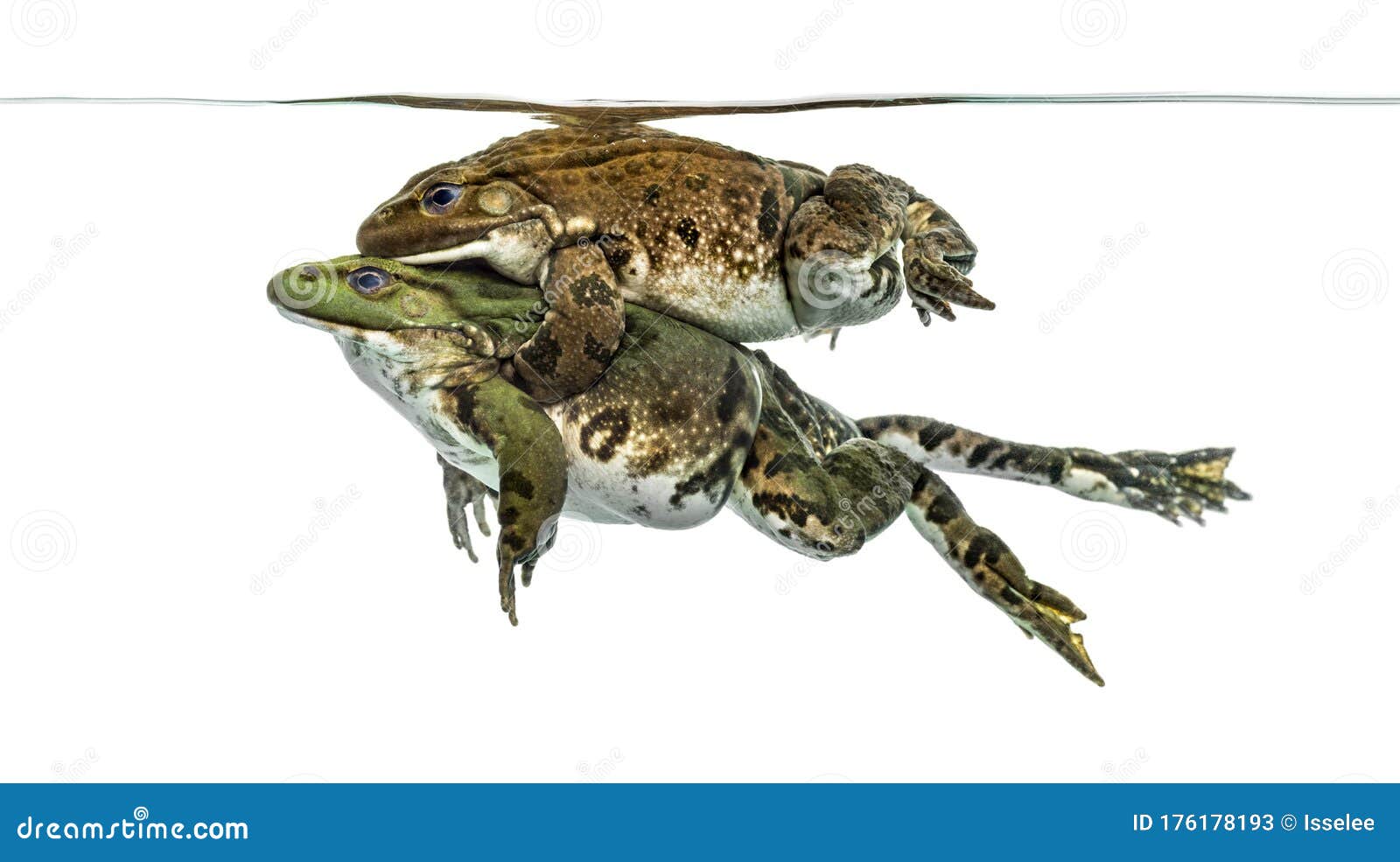 Frogs Copulating Under Clear Water, Isolated Stock Image Image of