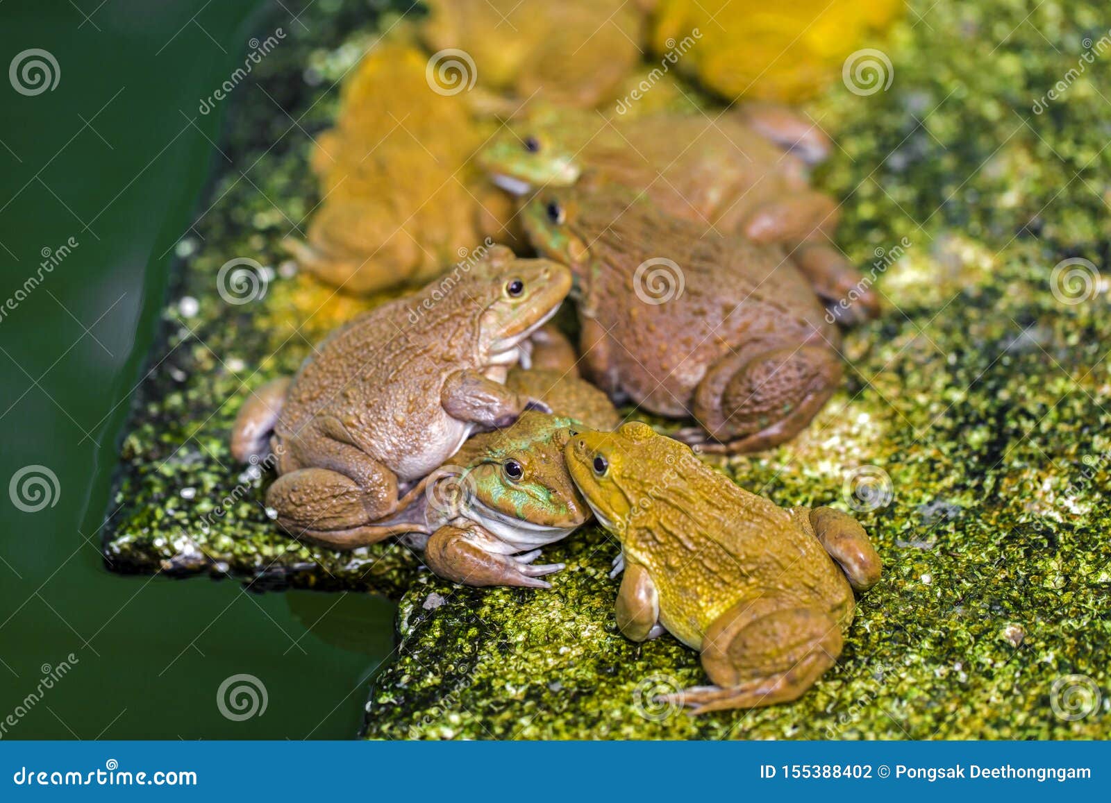Frogs Wait To Catch Insects To Eat As Food. Stock Photo - Image of