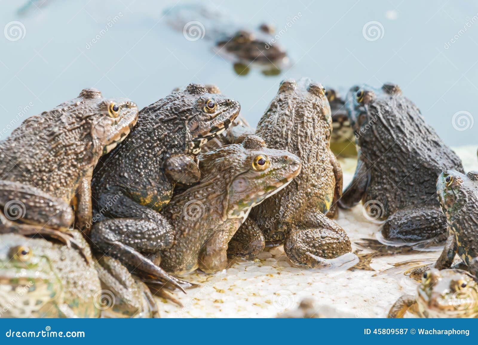 Frogs stock image. Image of color, reproduction, rana - 45809587
