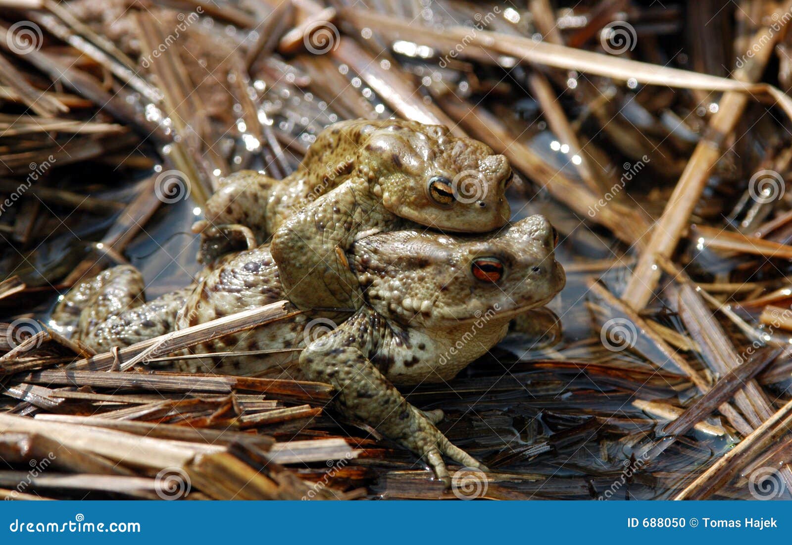 Frogs in love stock photo. Image of parent, generation 688050