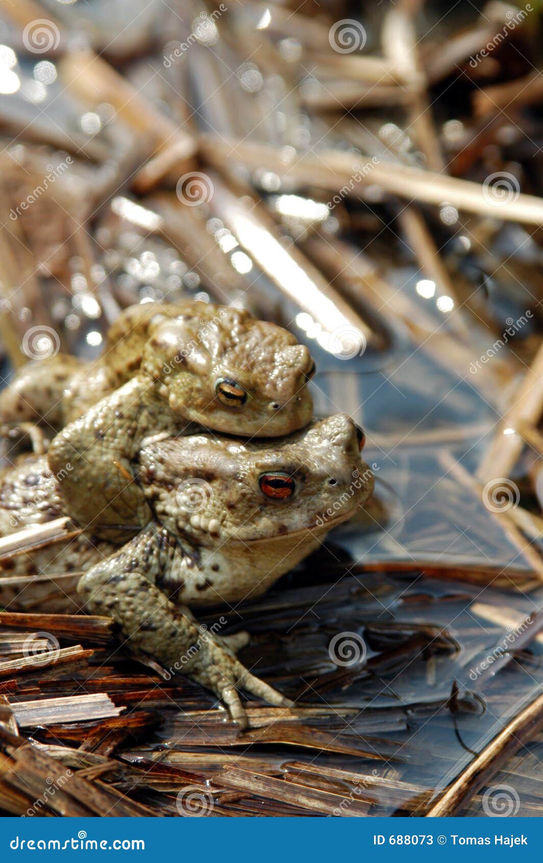 Frogs in love stock image. Image of babies, lake, baby 688073
