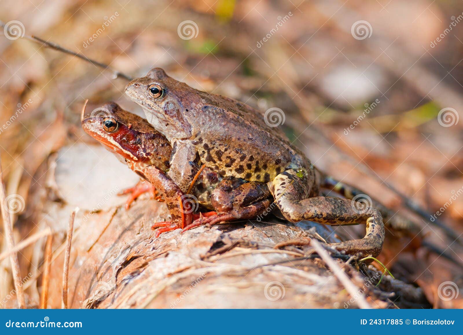 Frogs mate stock image. Image of toad, forest, marsh 24317885