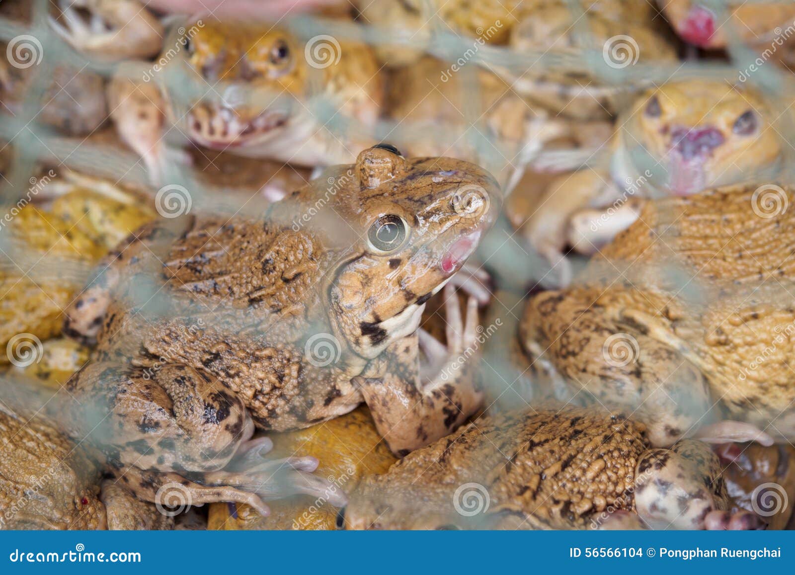 Frogs in a net stock photo. Image of frogs, market, amphibian 56566104