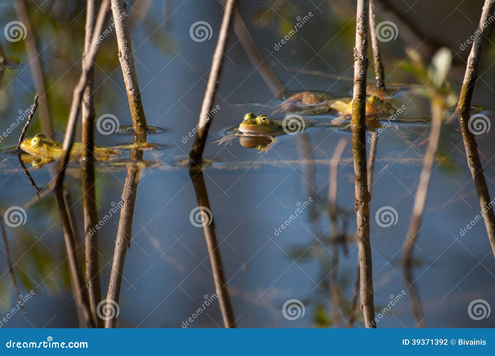 Frogs in pond stock photo. Image of nature, delta, pond 39371392