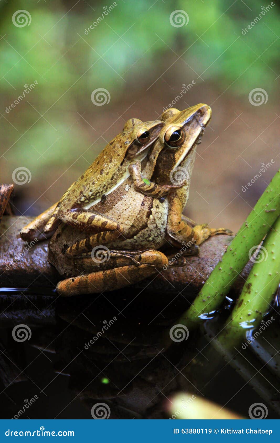 Frogs reproduce on the big earthen jar