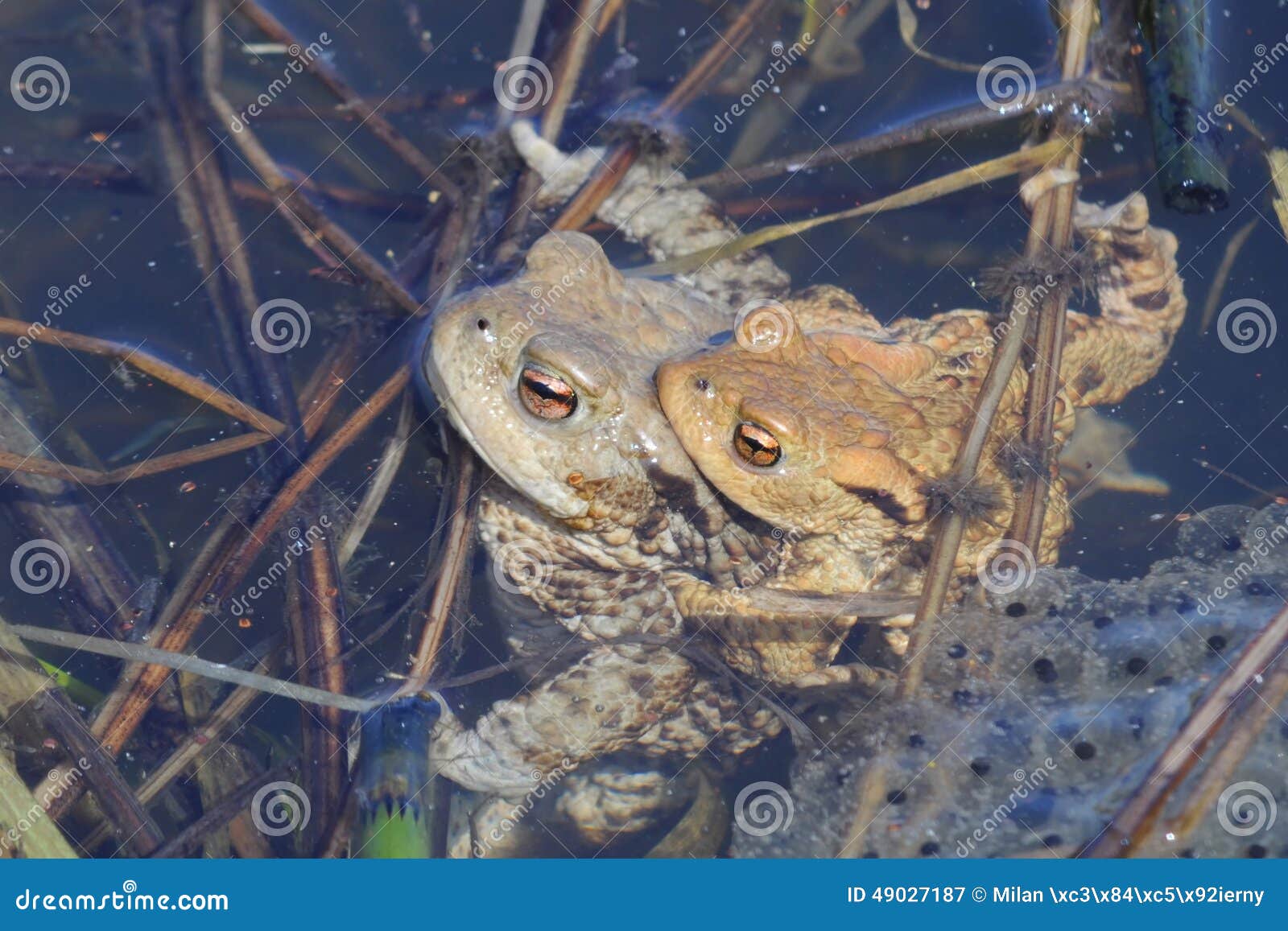 Frogs and their eggs stock image. Image of bufo, eggs 49027187
