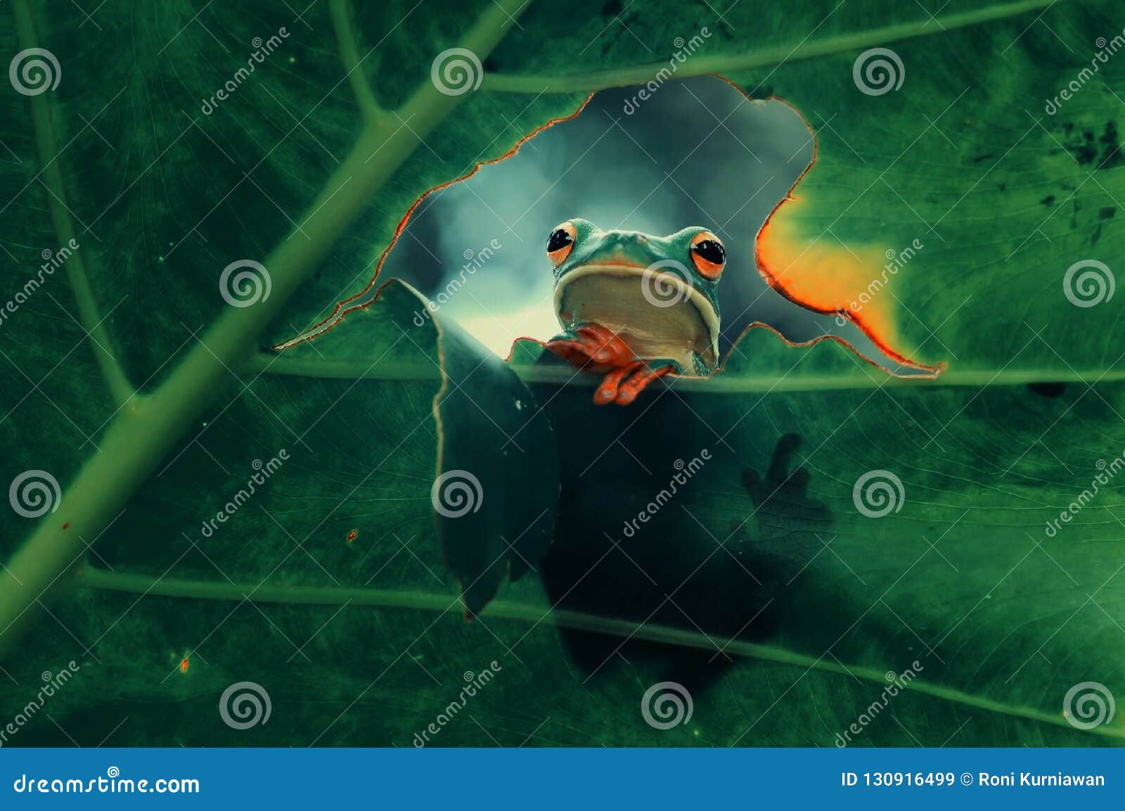 Frogs, Tree Frogs on the Leaves Stock Image - Image of chameleon