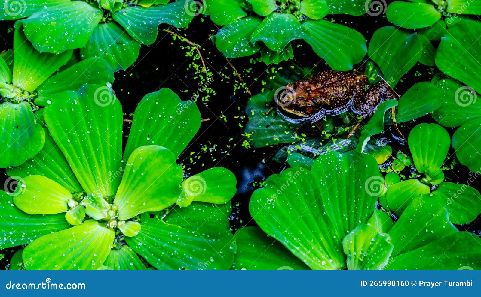 Frogs in Water and Surrounded by Aquatic Plants Stock Photo Image of pond, green 265990160