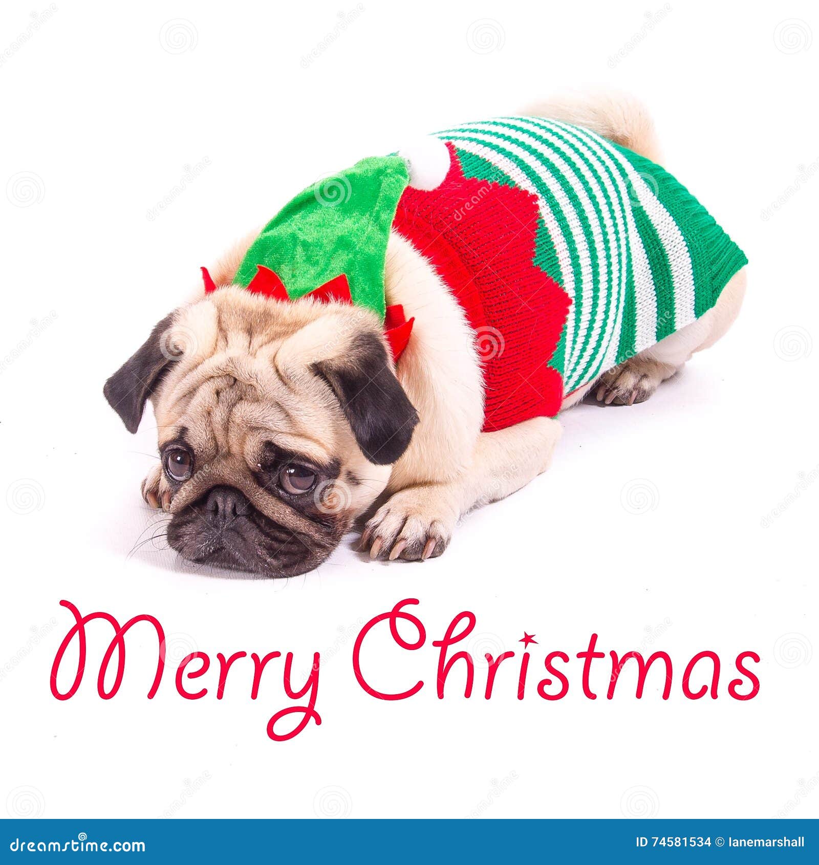 Frohe Weihnachten Pug. Pughund gekleidet in einer Weihnachtsausstattung