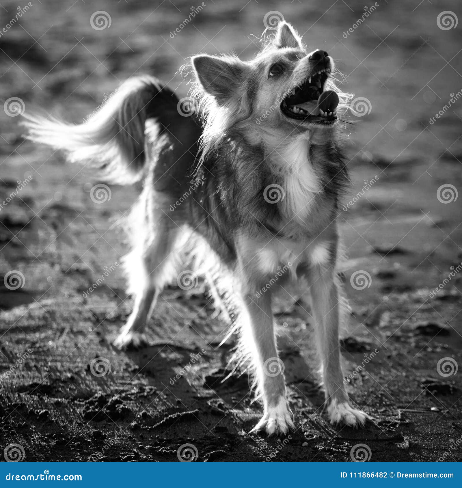 Froher Hund, Der Oben In Schwarzweiss Schaut Stockfoto Bild von hund