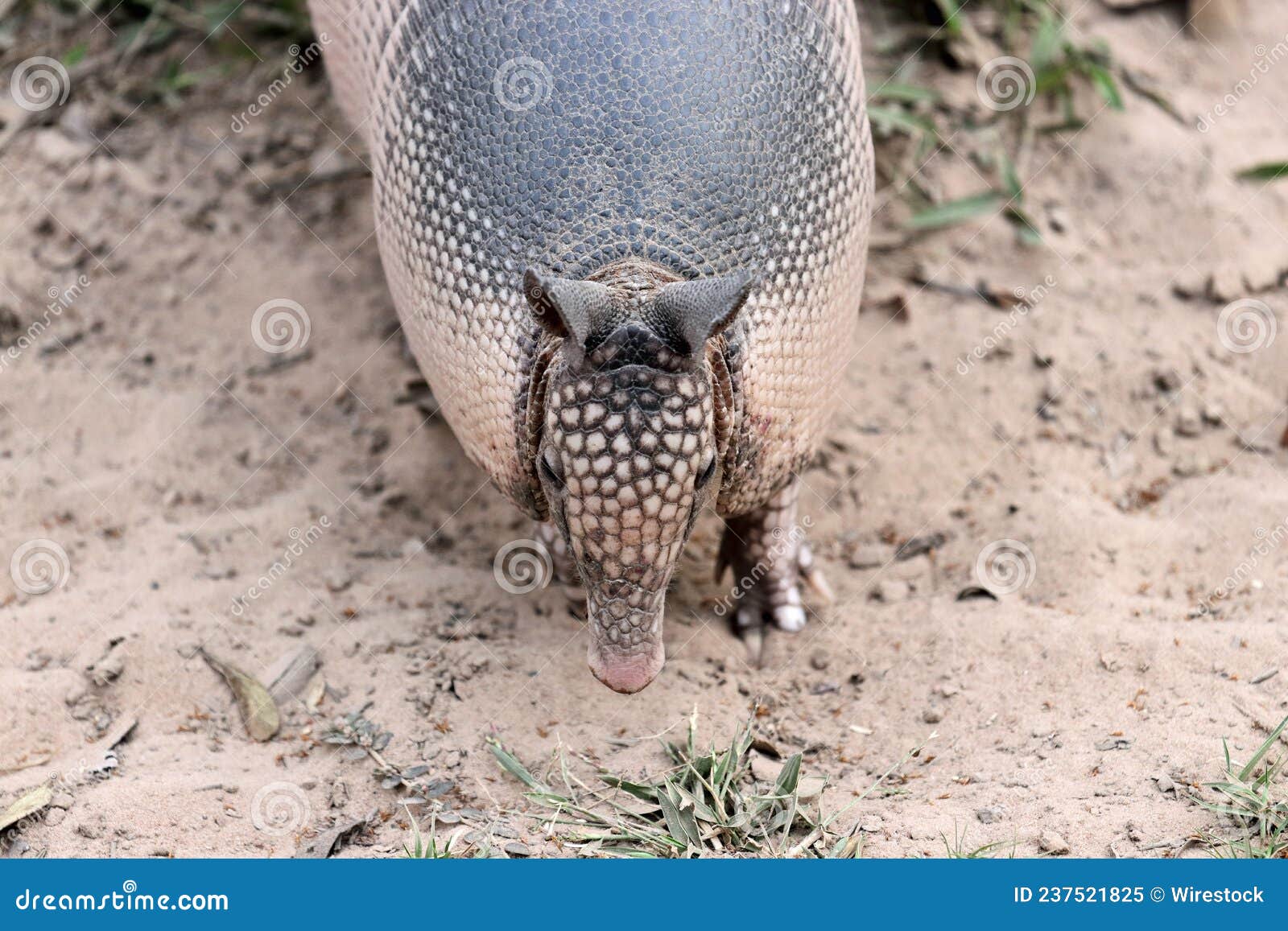 fromatl view of a nine banded armadillo