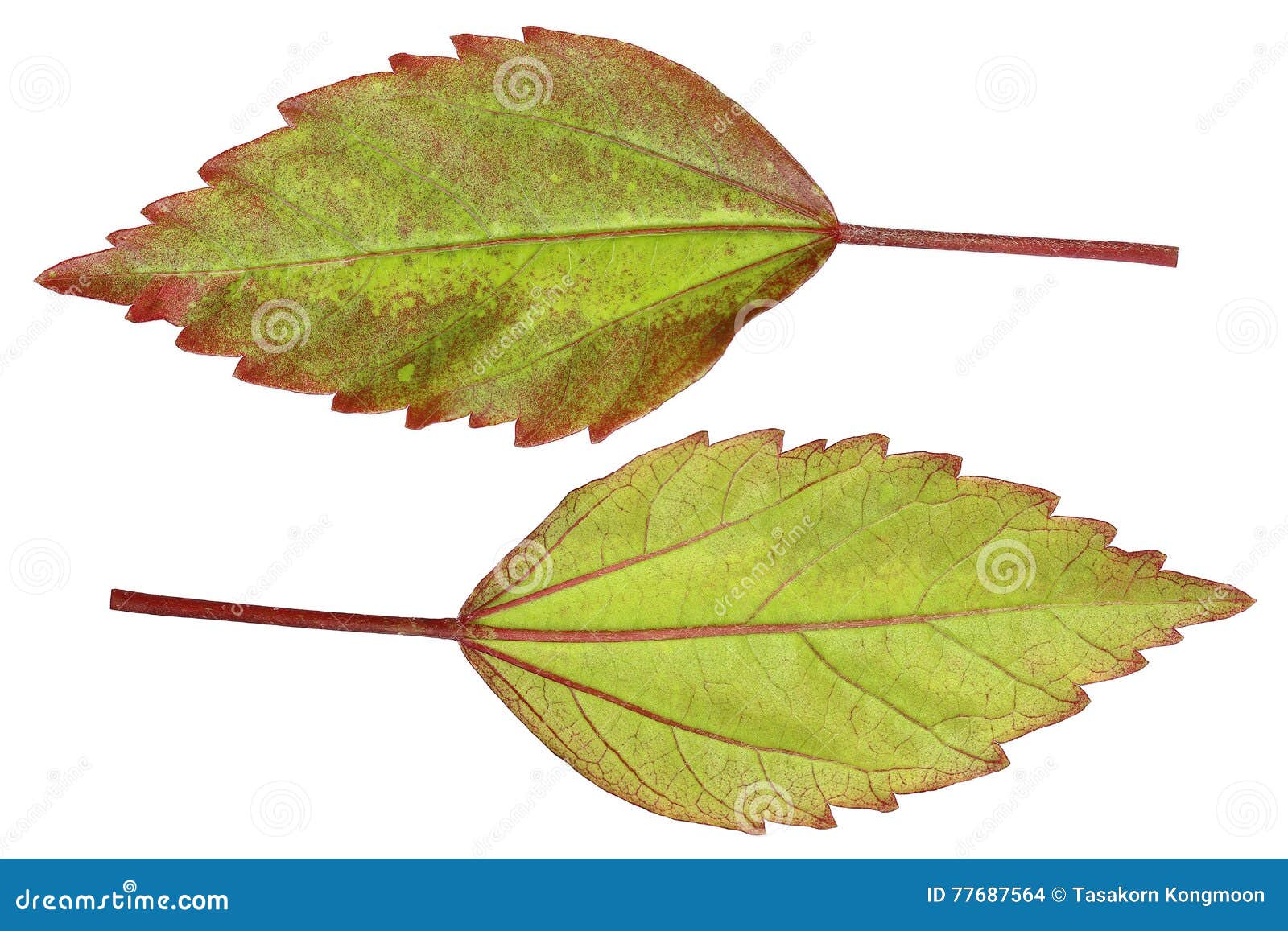 Front and Back Beautiful Chinese Rose Leaves Isolated on White Stock