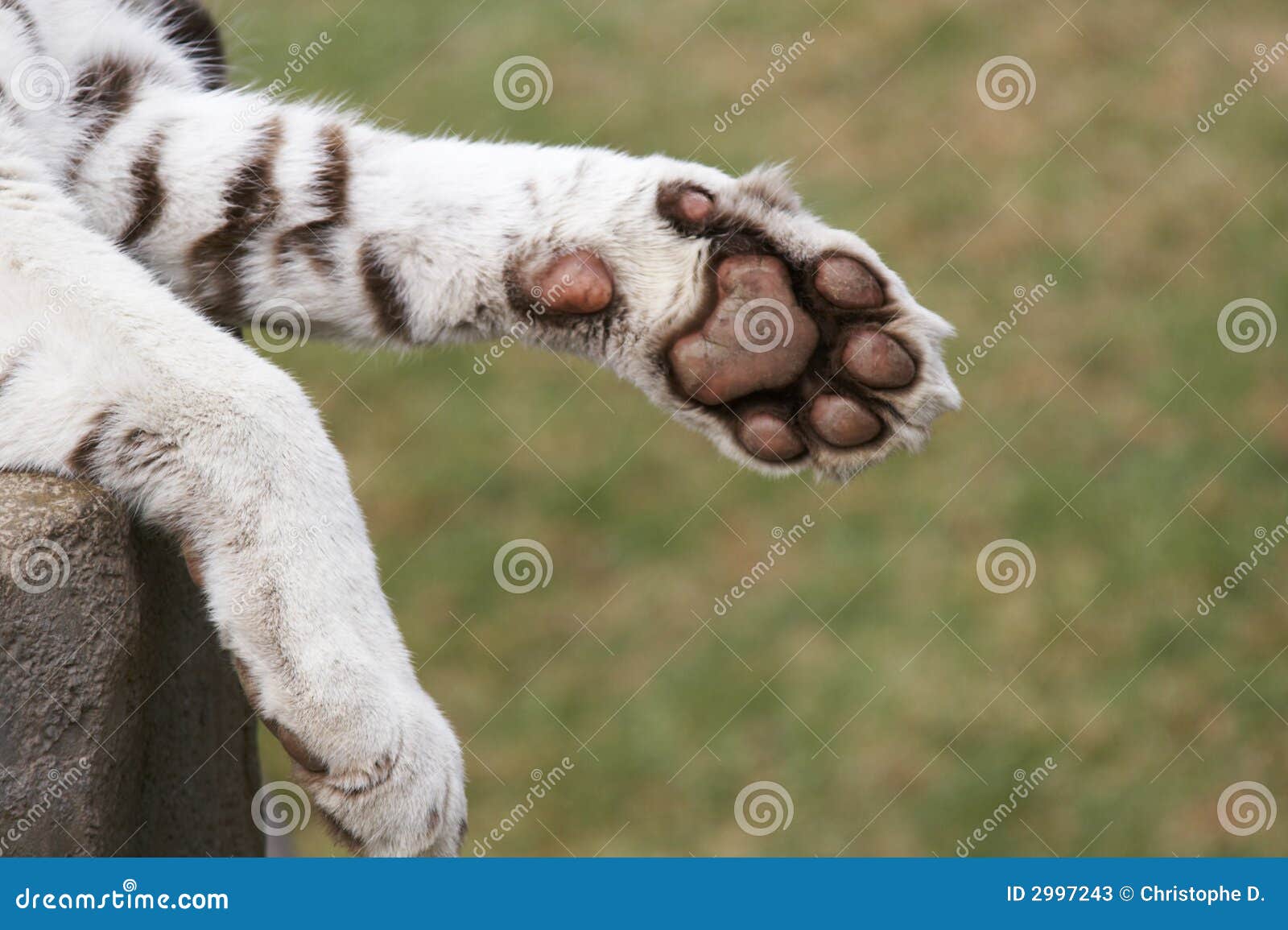 Front foot stock image. Image of furry, closeup, front - 2997243