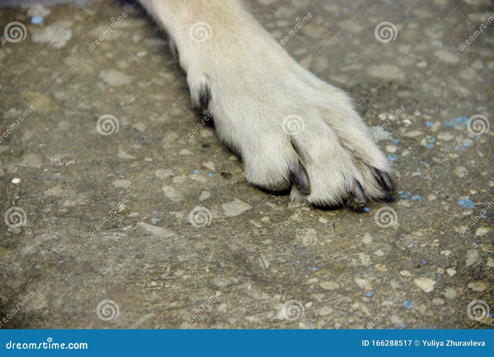 Do Dogs Have Bigger Front Paws