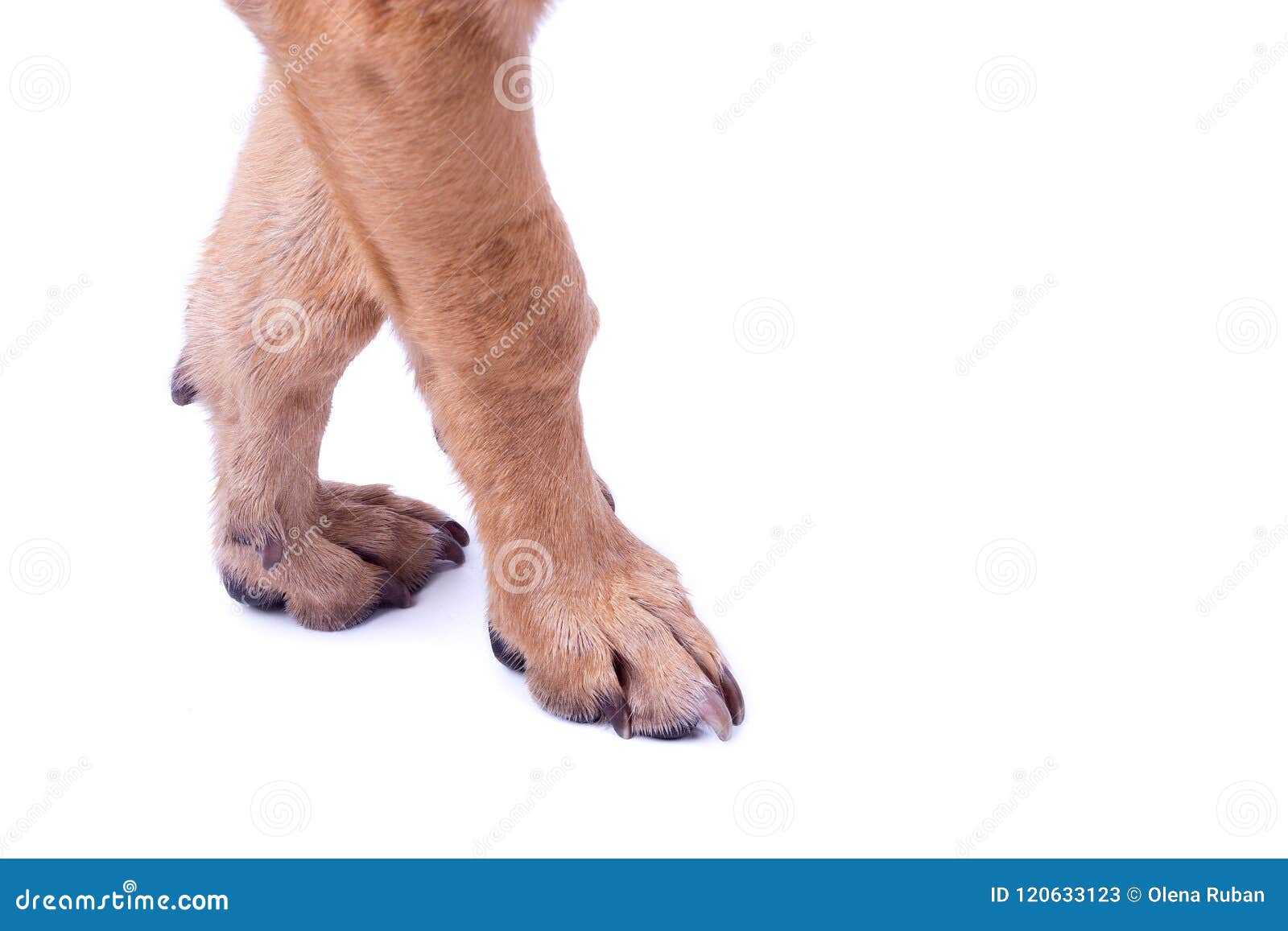 Front Paws of Dog Isolate, Free Space Stock Image Image of clean