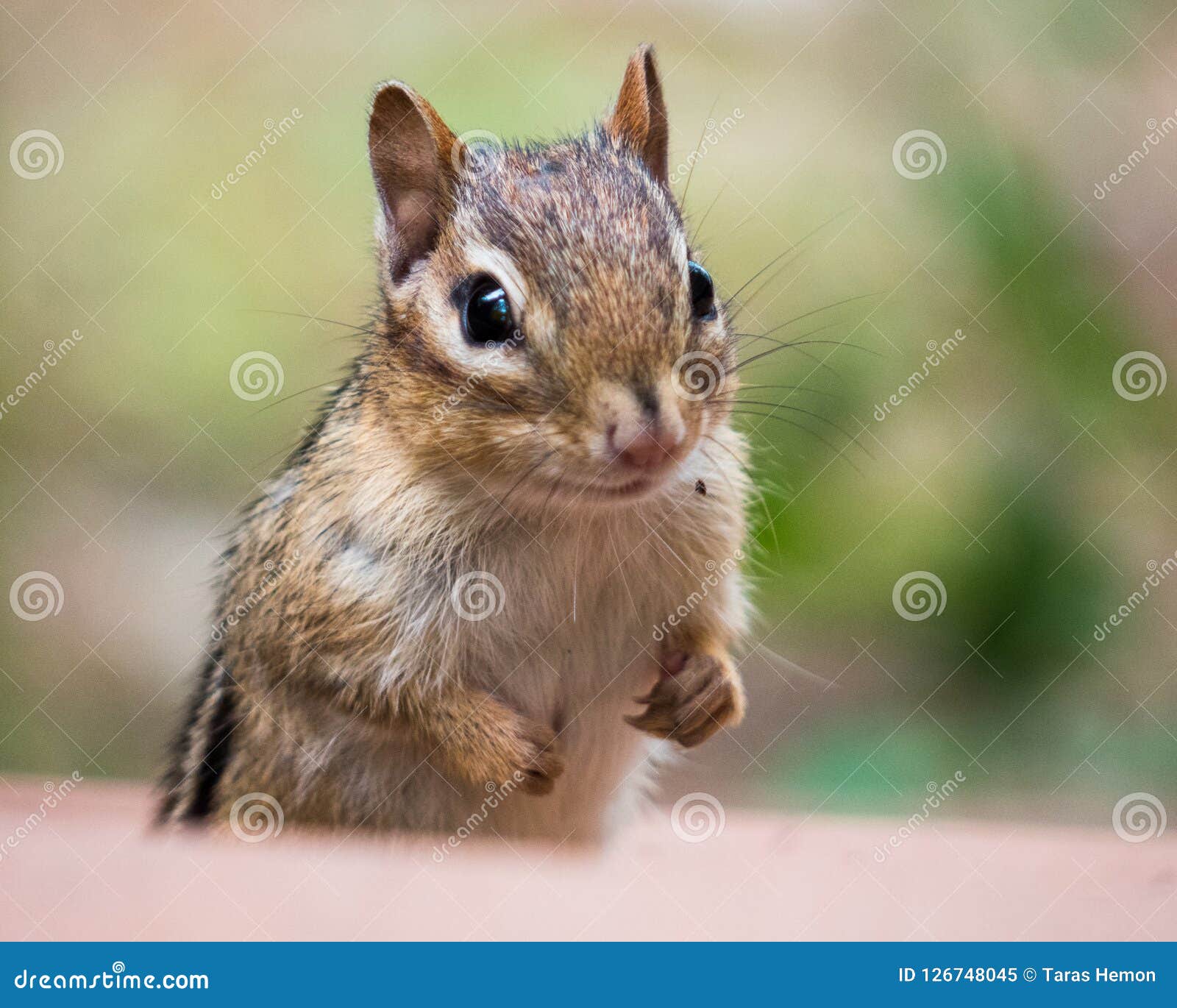 Front Portrait of a Chipmunk and His Paws Stock Image - Image of food