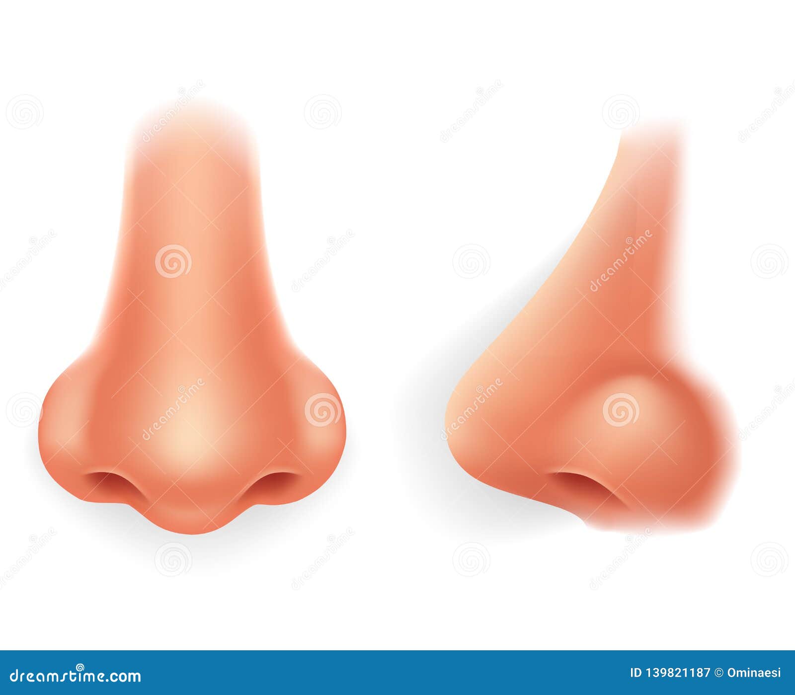 human noses profile