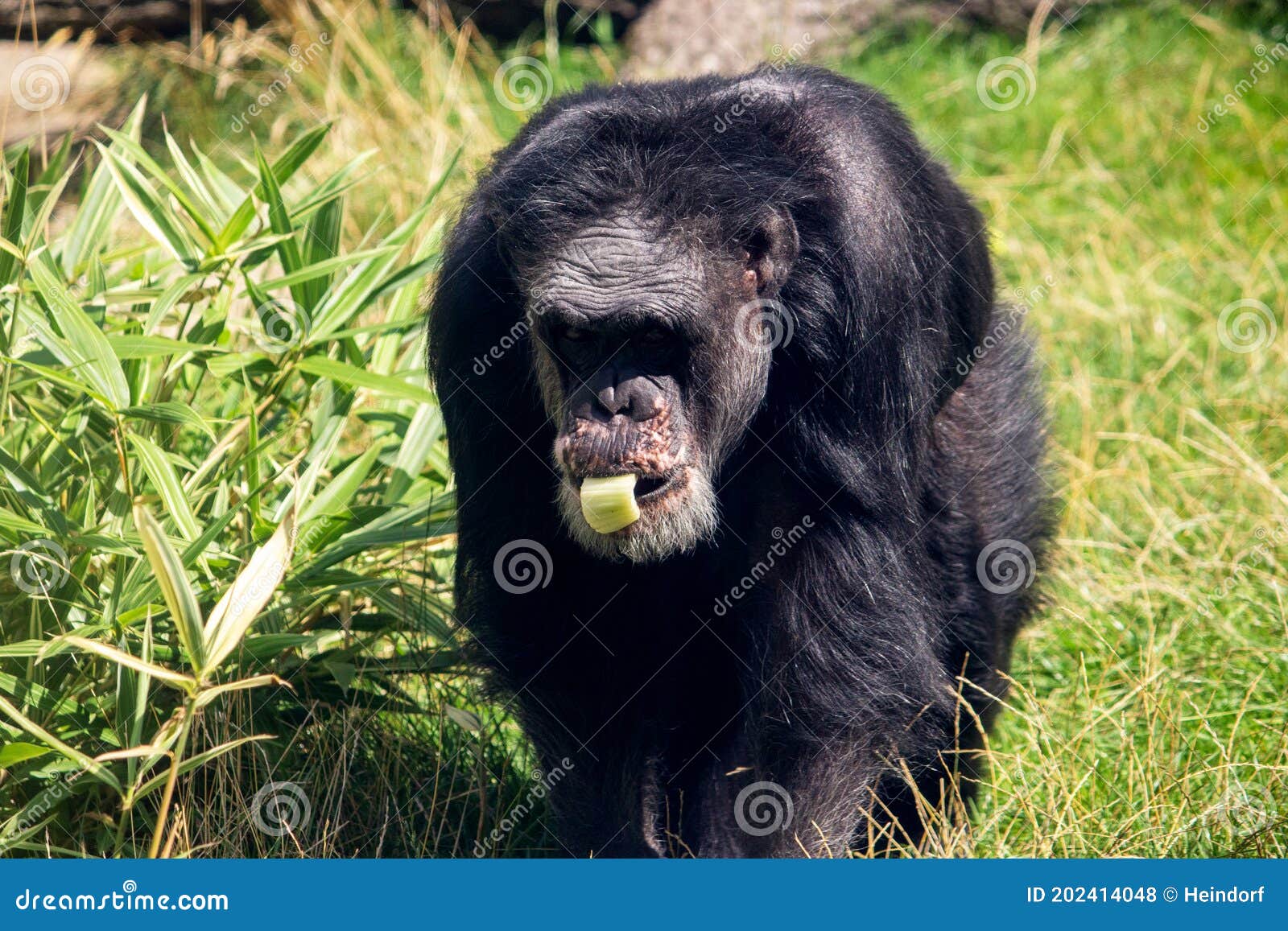 the chimpanzees, pan, are a genus of the great ape family, hominidae