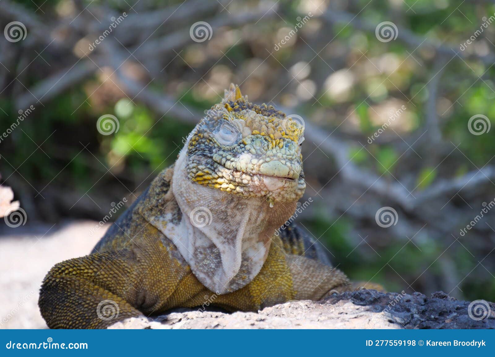 front view of an adult yellow land iguana, iguana terrestre with closed eyes on a rock at south plaza island, galapagos, ecuador