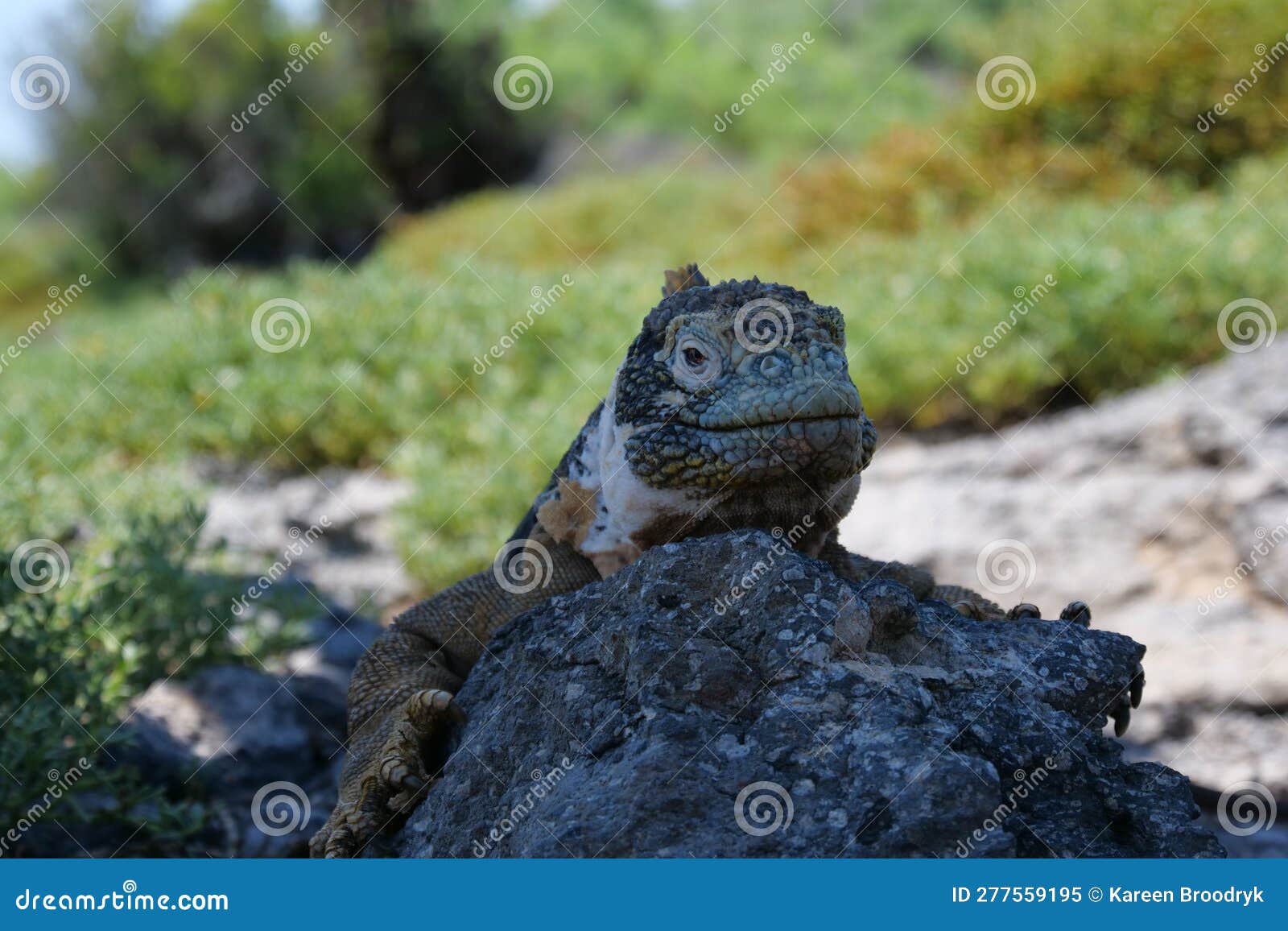 front view of an adult yellow land iguana, iguana terrestre on a rock at south plaza island, galapagos, ecuador