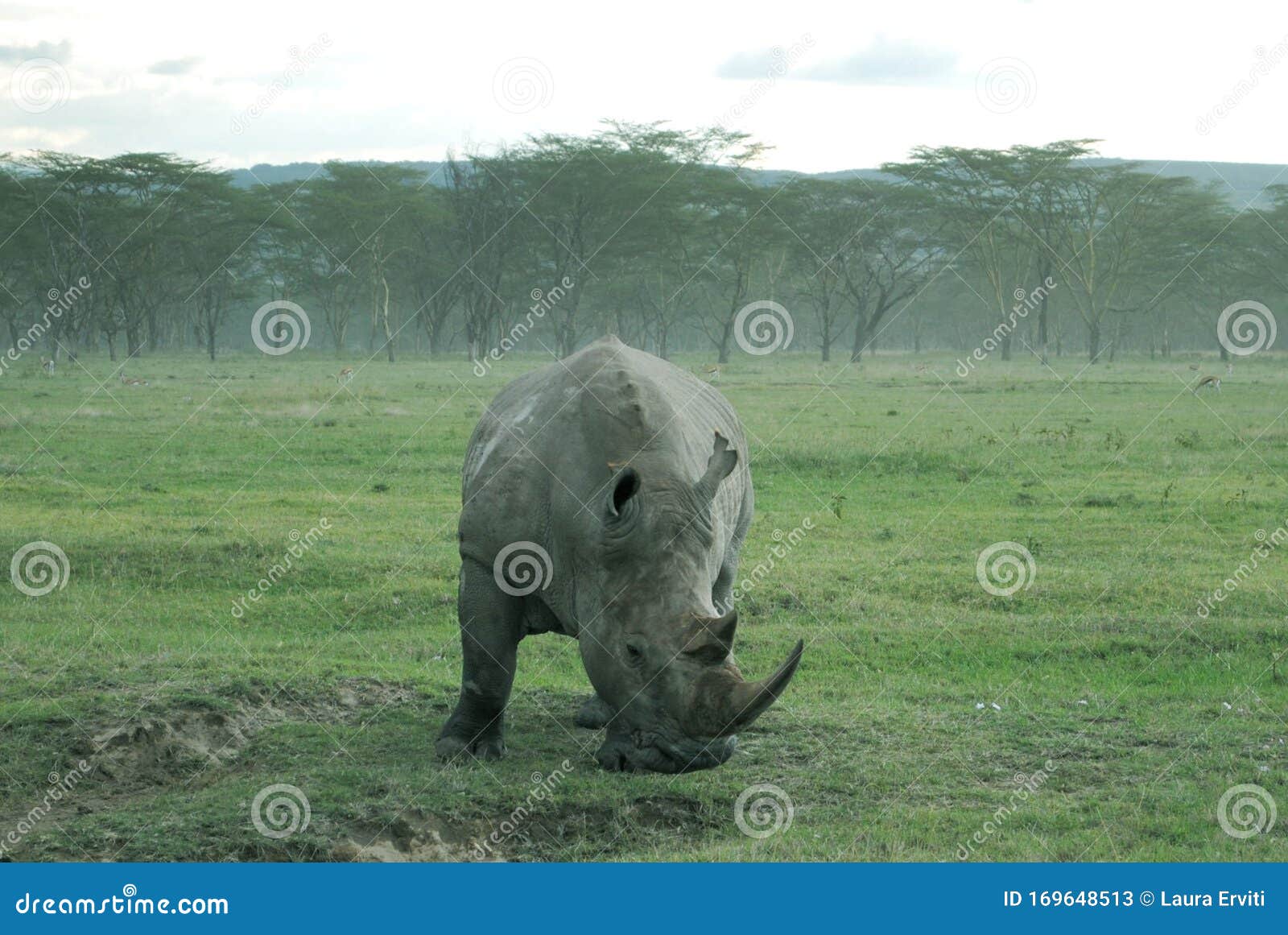 front view of an amazing exemplar of white rhinoceros in the african savannah, safari thorugh kenya.