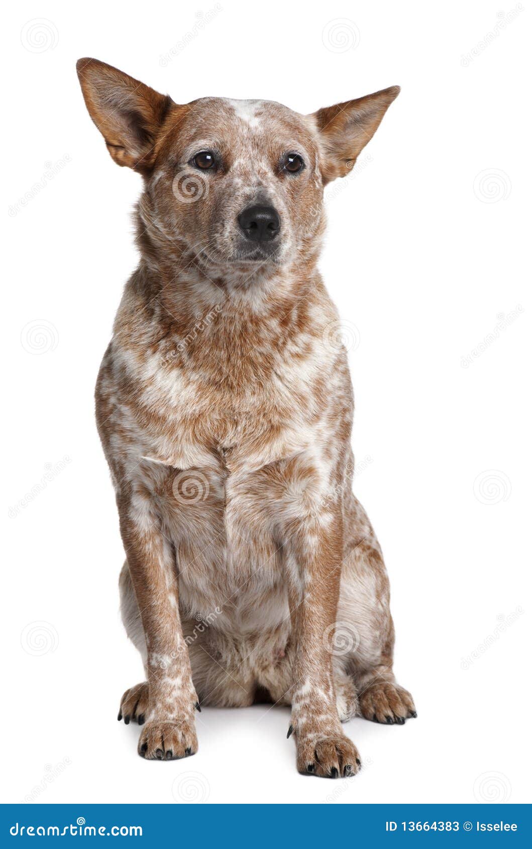 front view of australian cattle dog, sitting