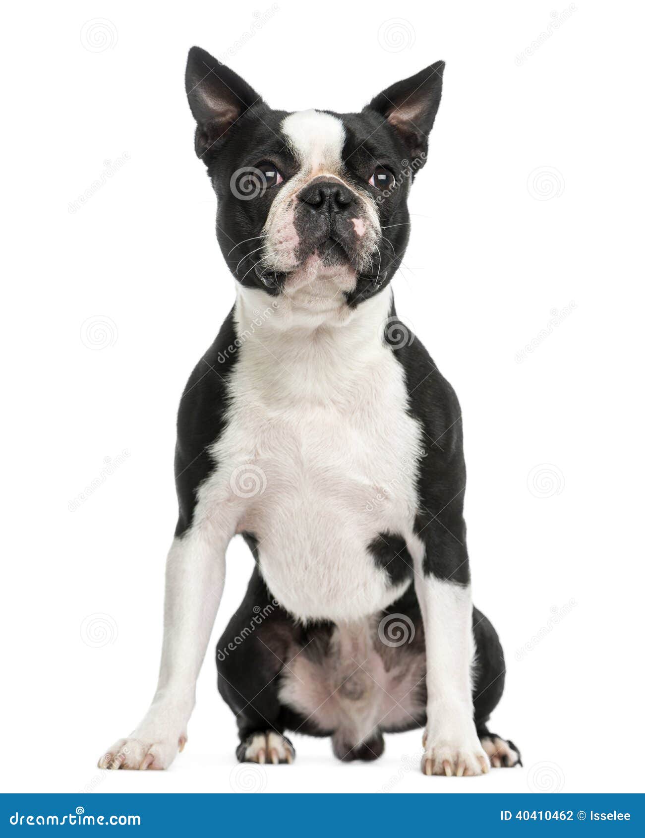 Front View Of A Boston Terrier Sitting, 3 Years Old Stock ...