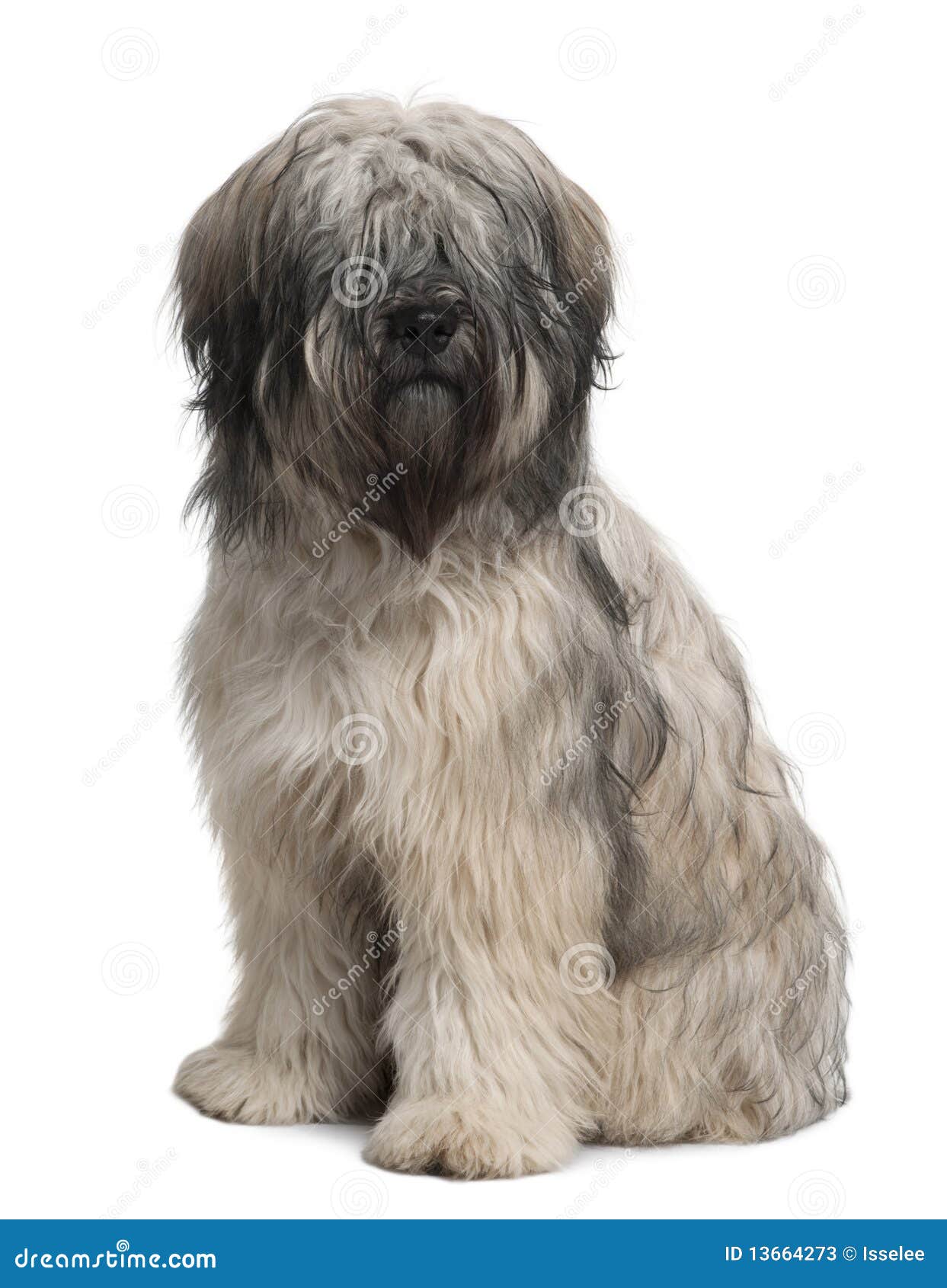 front view of catalan sheepdog, sitting