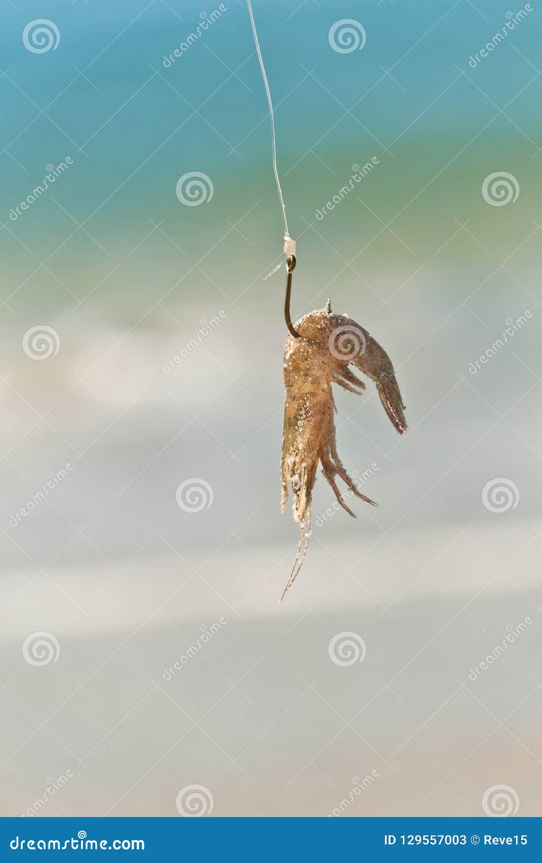 https://thumbs.dreamstime.com/z/front-view-close-up-live-shrimp-hook-line-used-as-bait-fishing-shoreline-tropical-beach-gulf-129557003.jpg