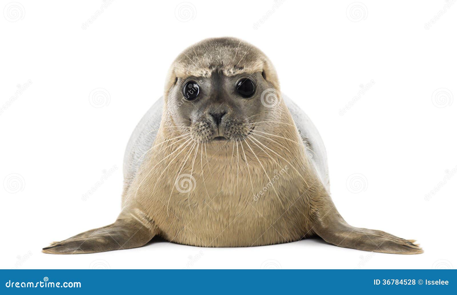 front view of a common seal lying, facing, phoca vitulina