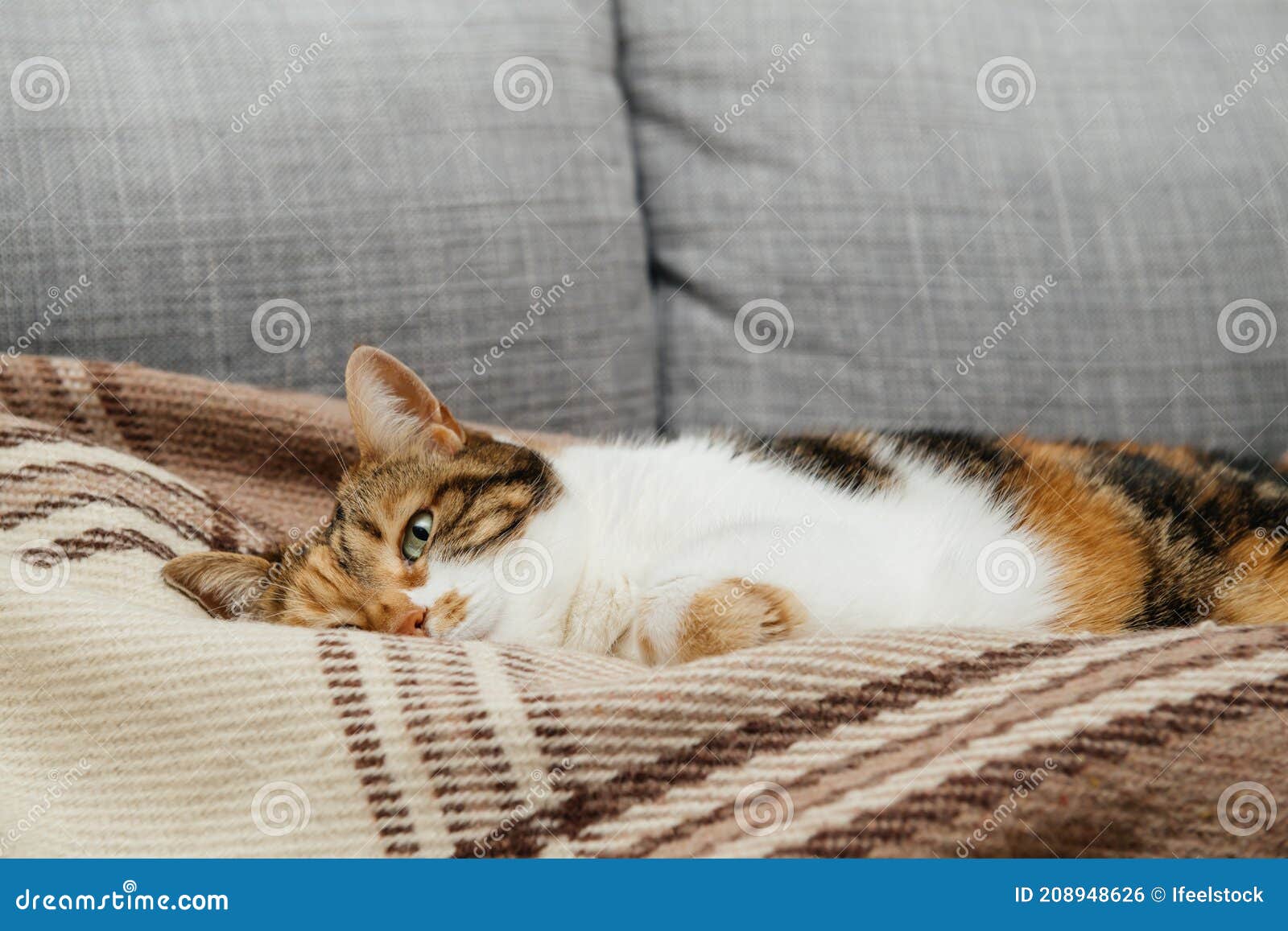 front view of cute beautiful cat with one open eye preparing to sleep in her