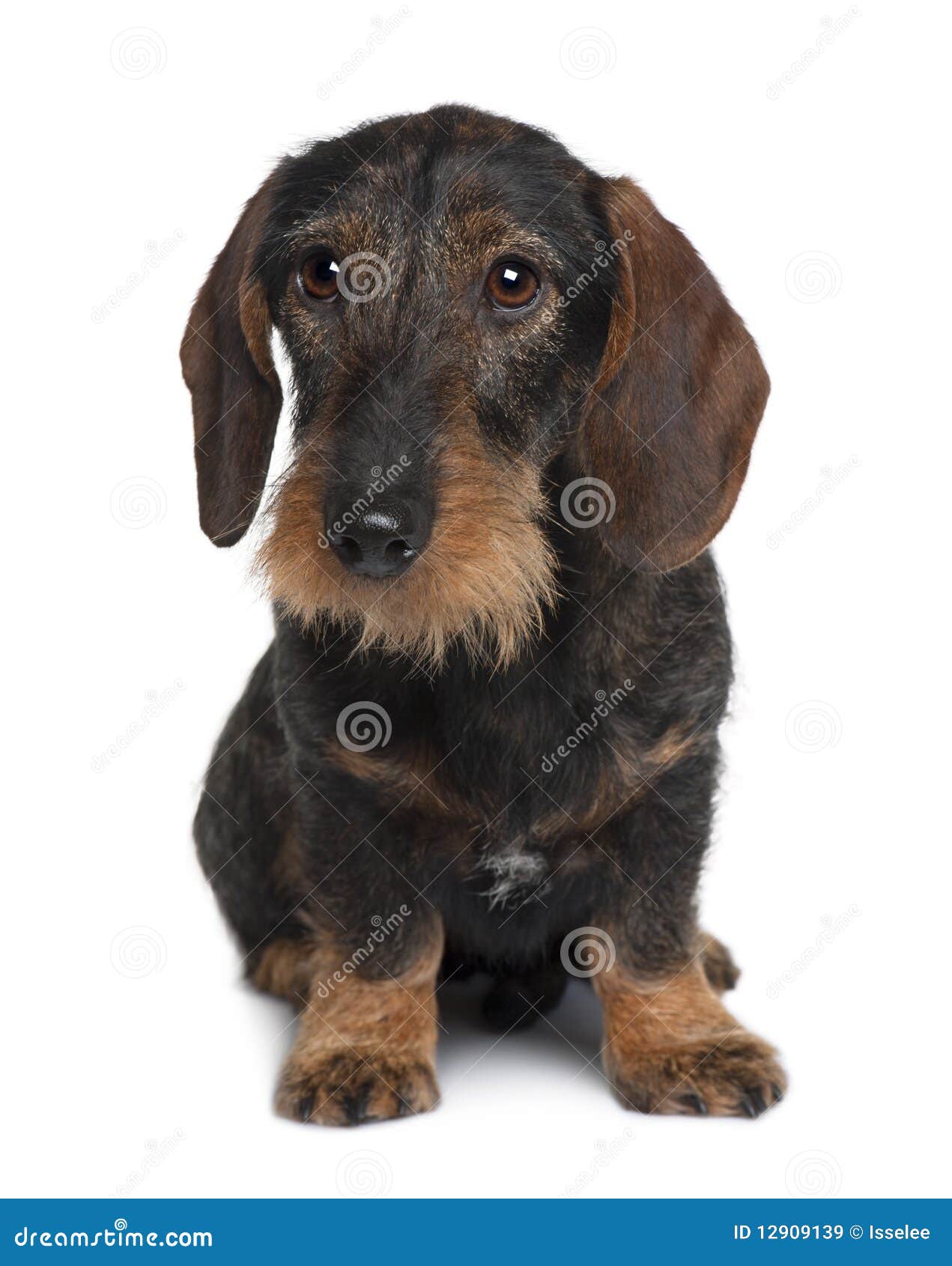 Front View Of Dachshund, Sitting Stock Image Image of looking, people