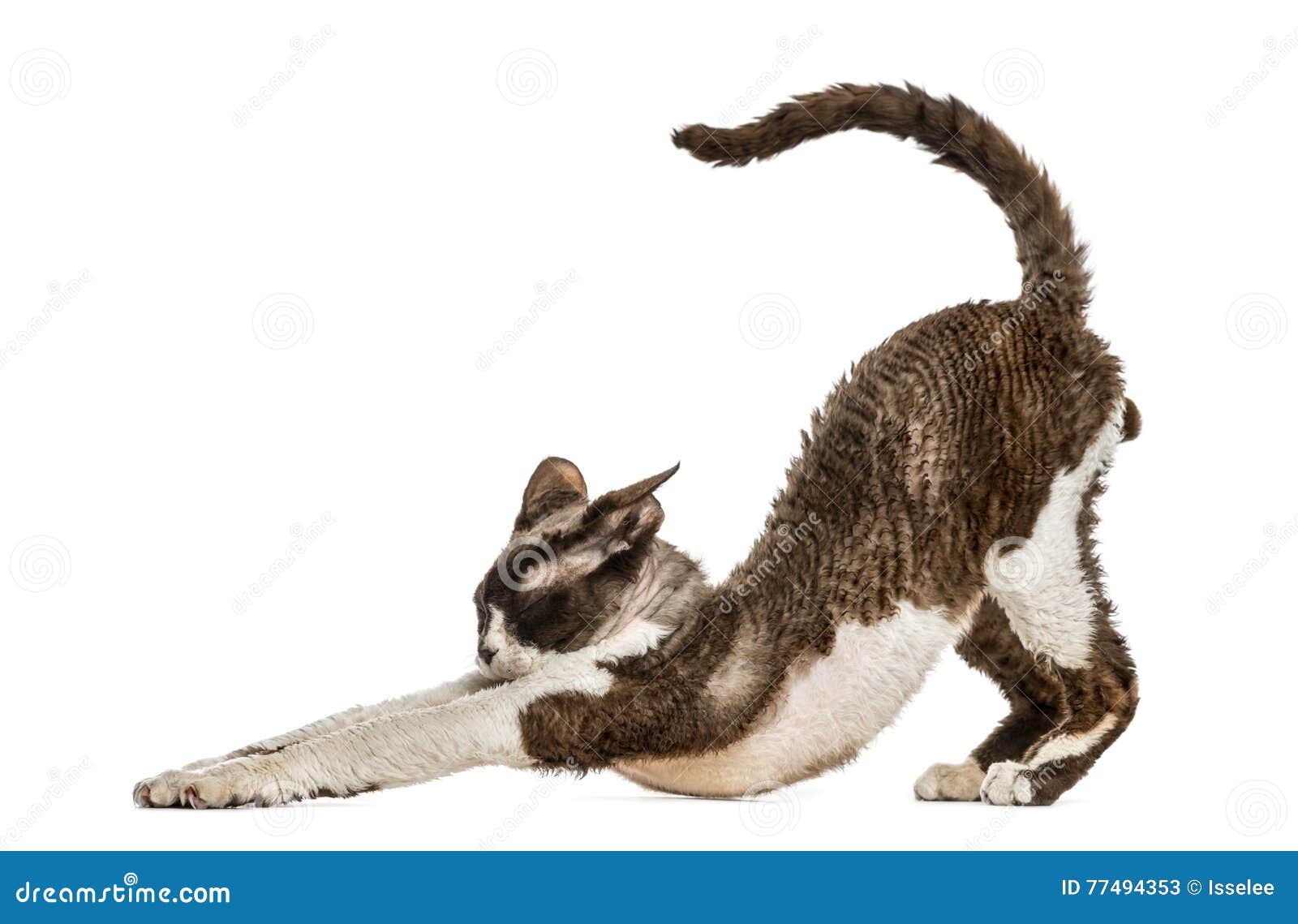 front view of a devon rex stretching  on white